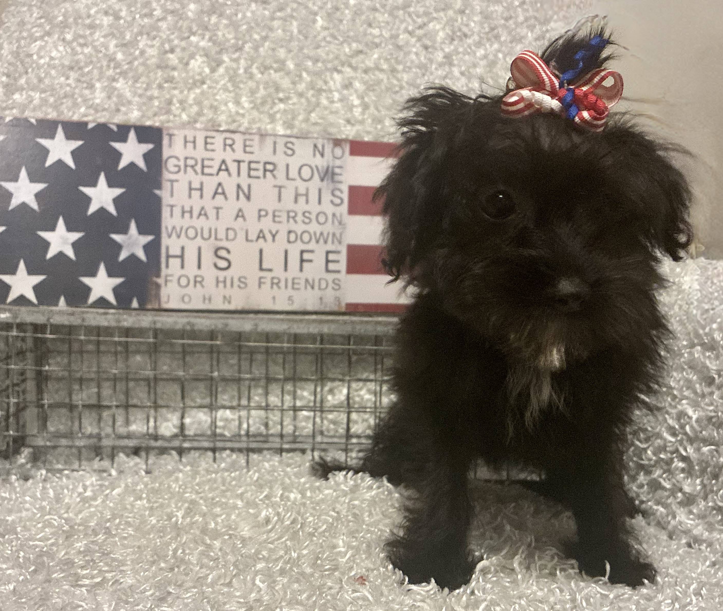 FEMALE YORKIE-POO - Image 6