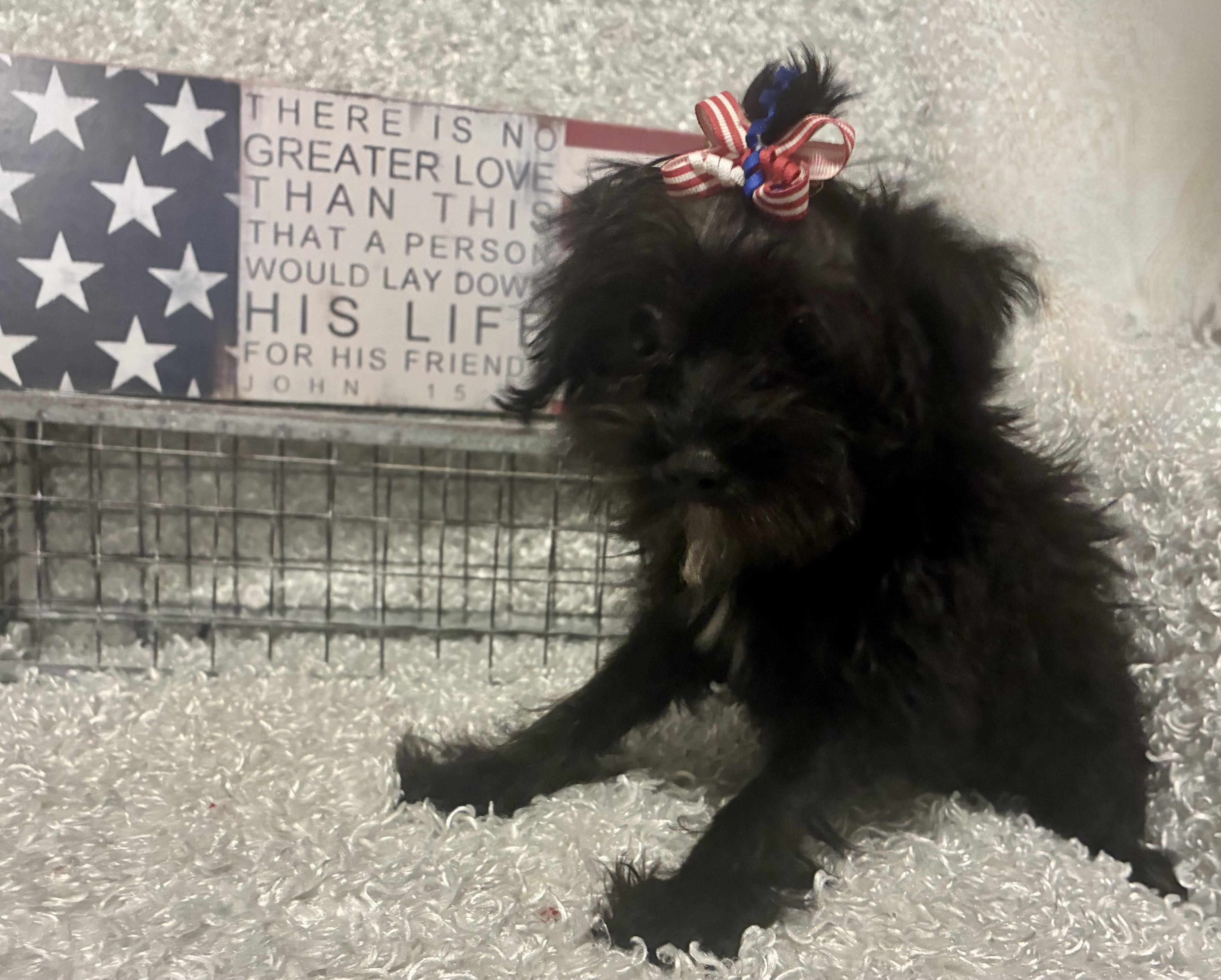FEMALE YORKIE-POO - Image 4