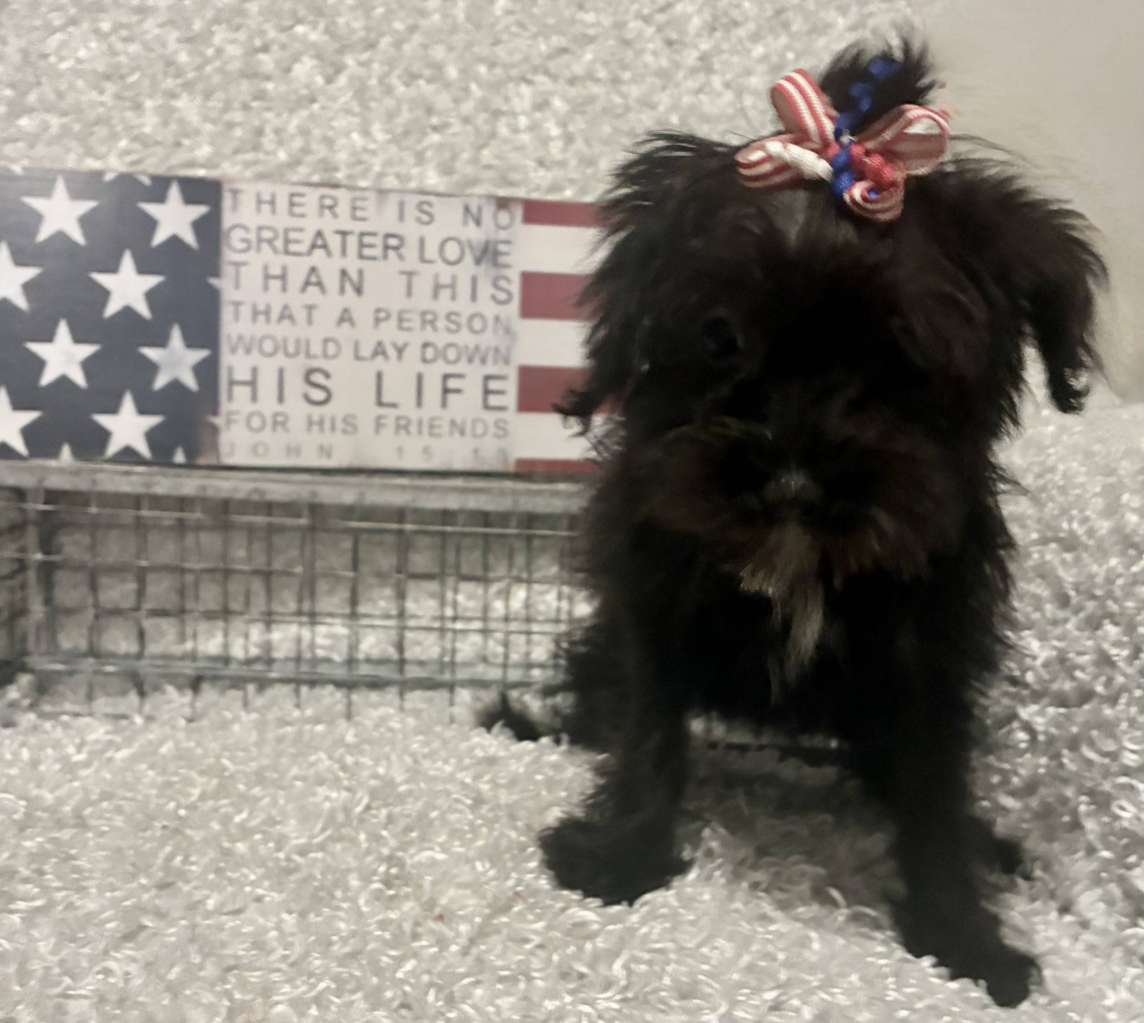 FEMALE YORKIE-POO - Image 7