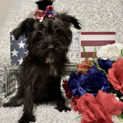 FEMALE YORKIE-POO