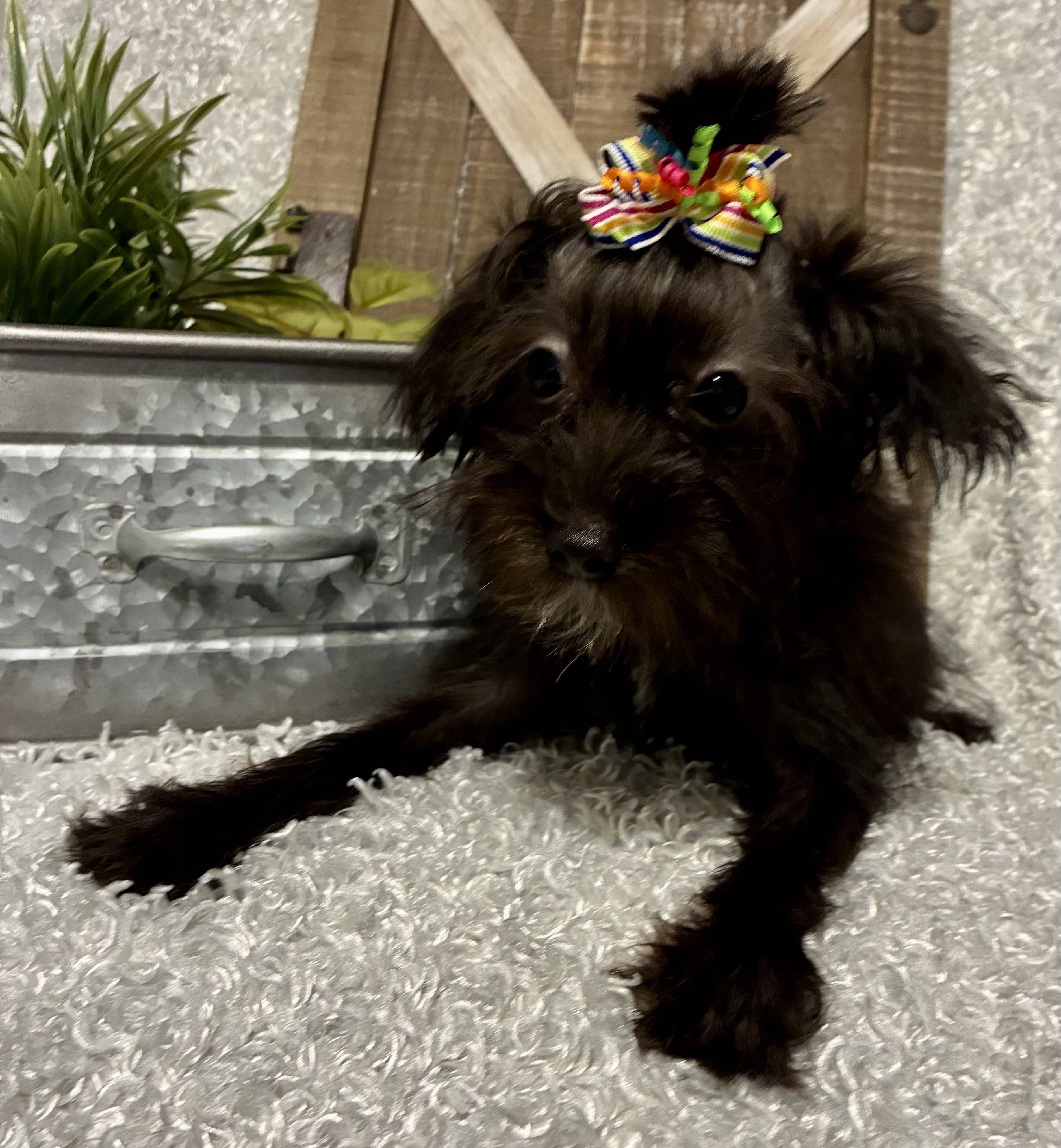 FEMALE YORKIE-POO - Image 7