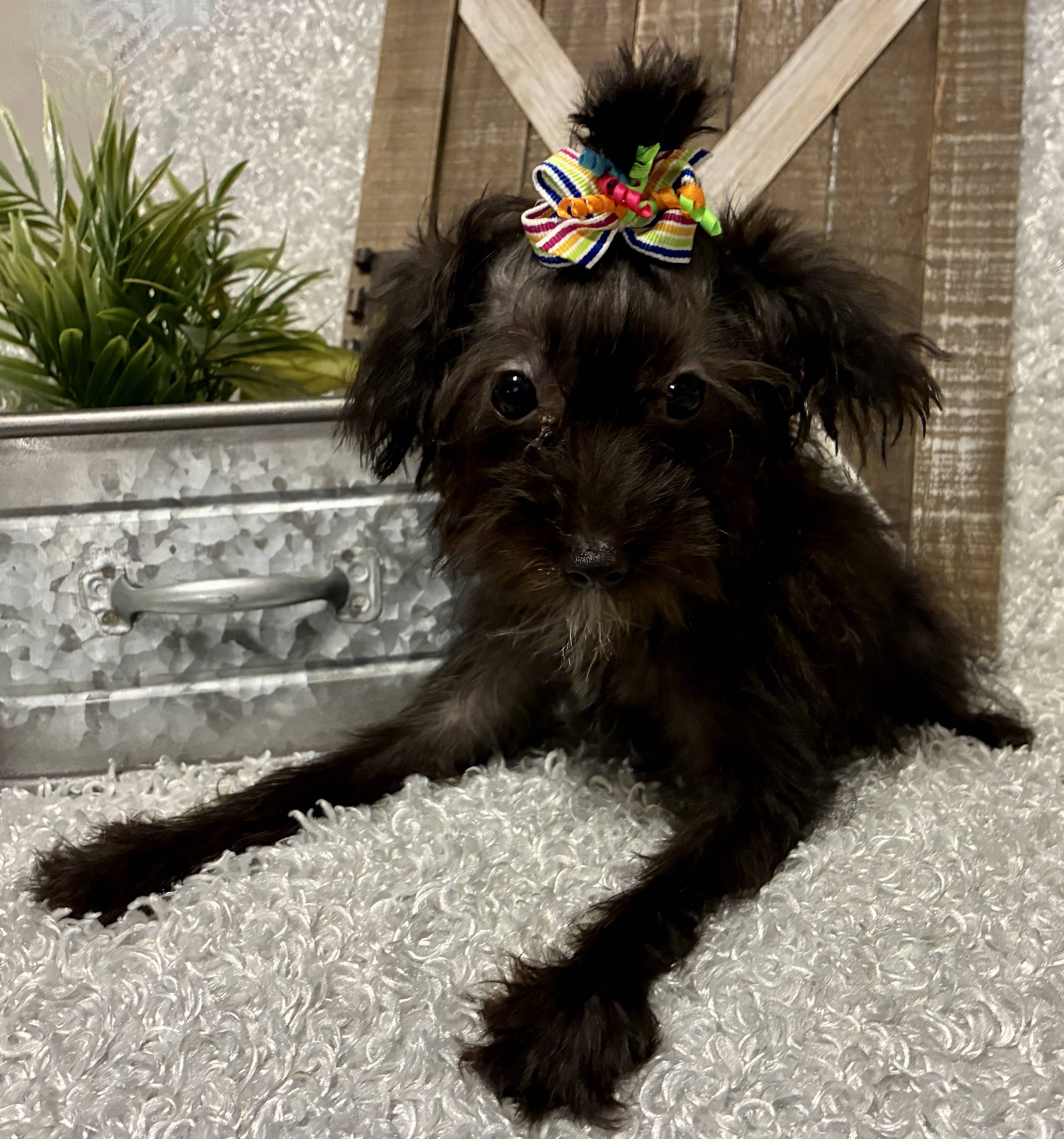 FEMALE YORKIE-POO - Image 3