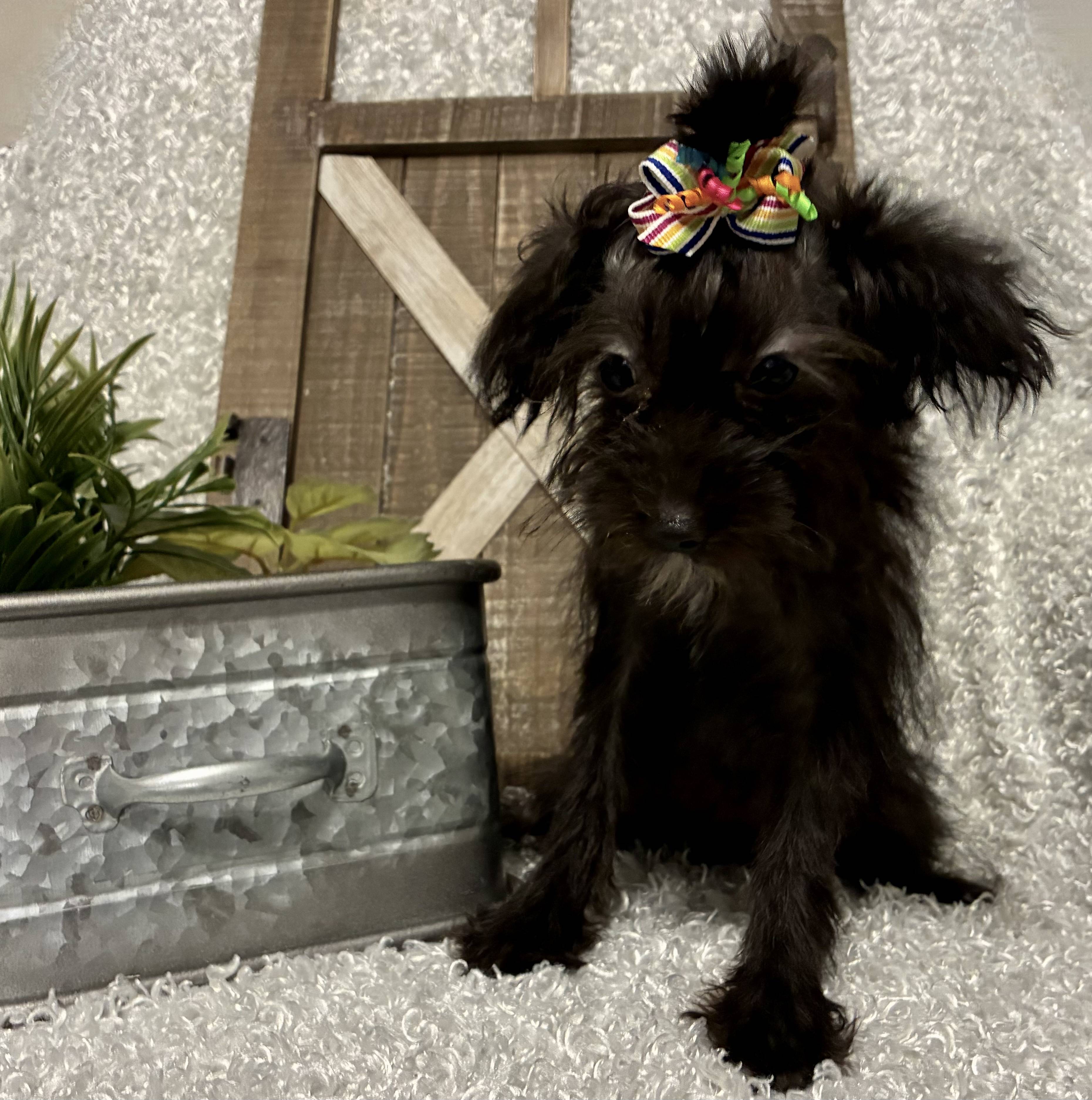 FEMALE YORKIE-POO - Image 2