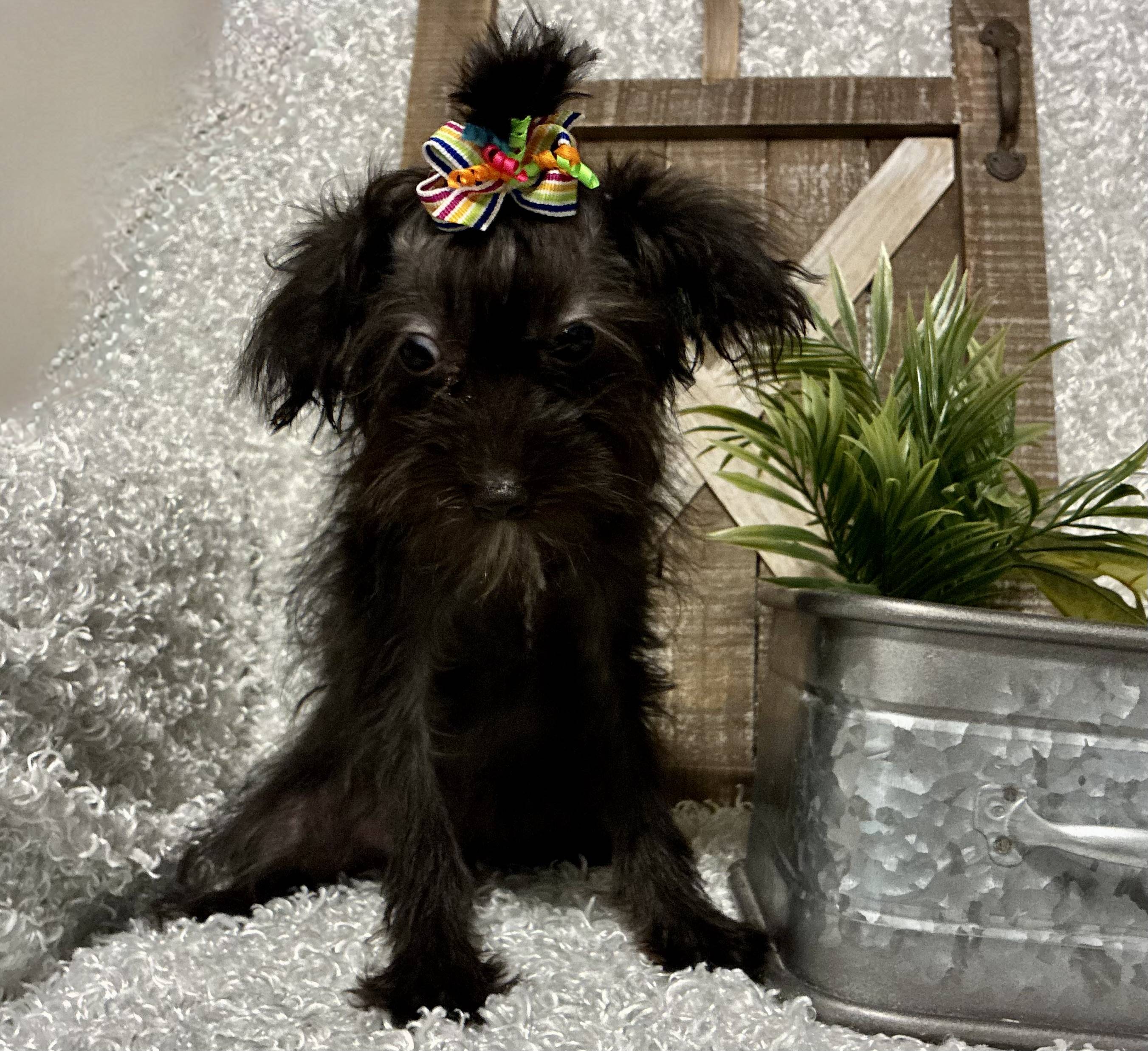 FEMALE YORKIE-POO - Image 5