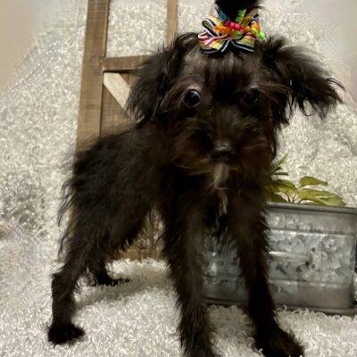 FEMALE YORKIE-POO