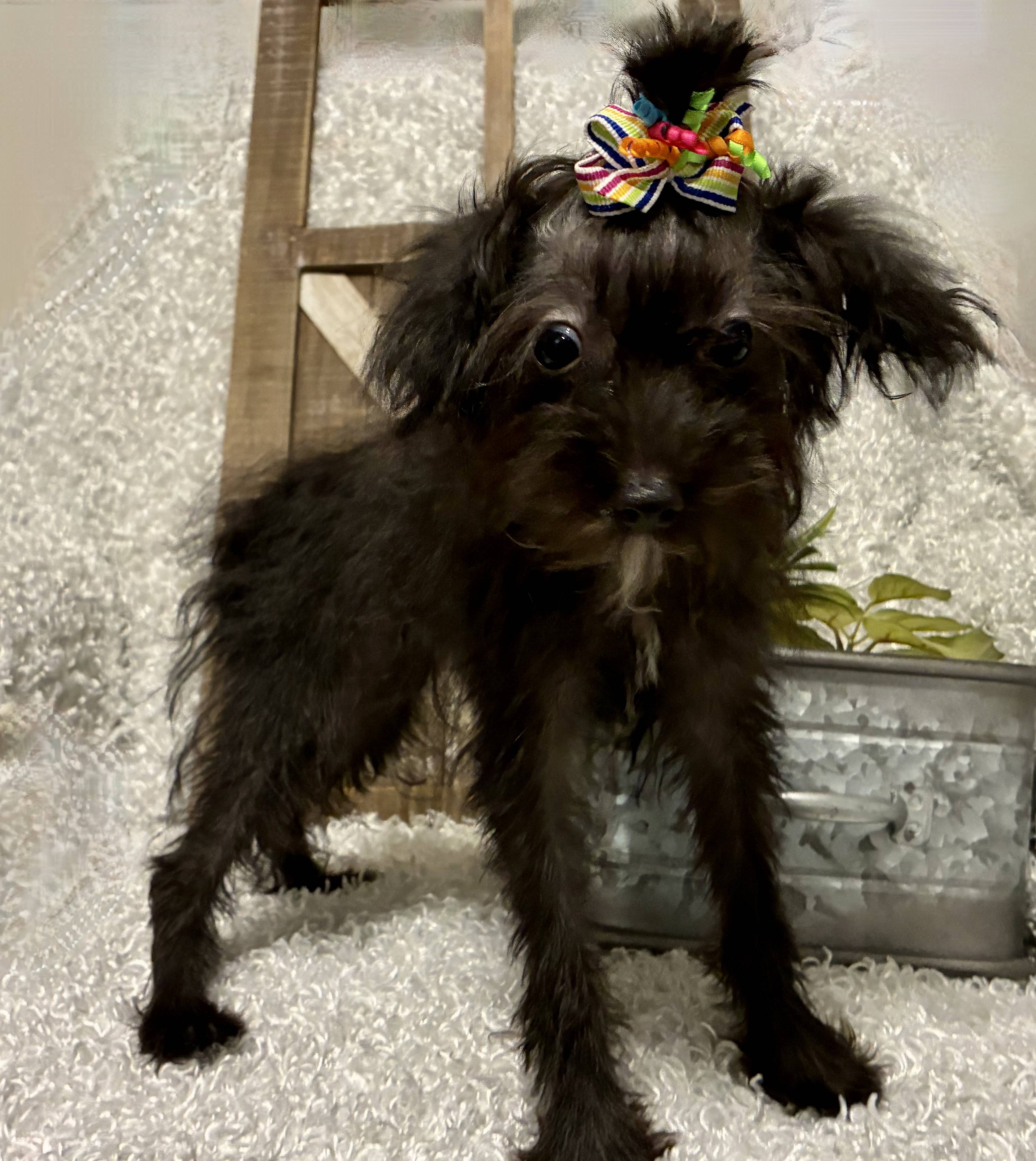 FEMALE YORKIE-POO