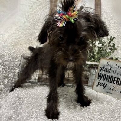 FEMALE YORKIE-POO