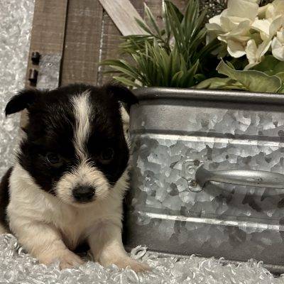 MALE CHIHUAHUA PUPPY!!!