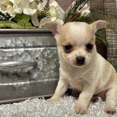 MALE CHIHUAHUA PUPPY!!!