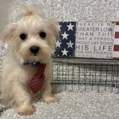 MALE MALTESE PUPPY!!!
