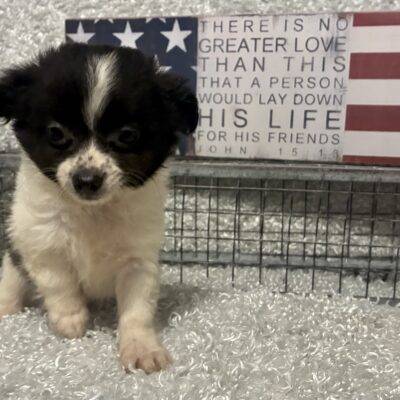MALE CHIHUAHUA PUPPY!!!