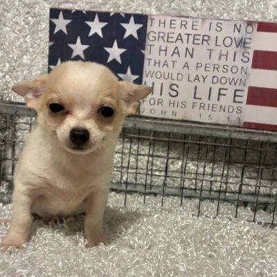 MALE CHIHUAHUA PUPPY!!!