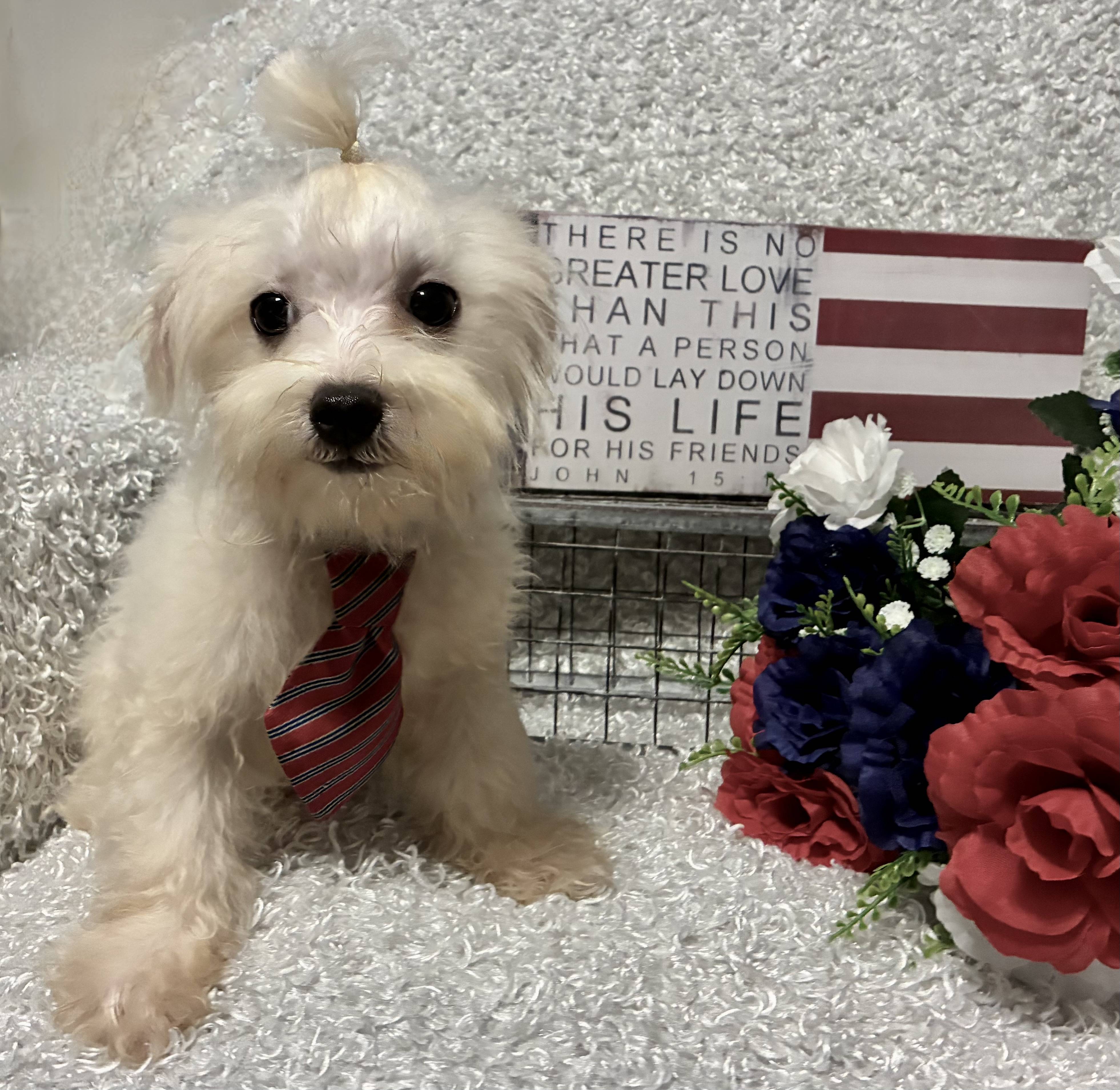 MALE MALTESE PUPPY!!! - Image 3