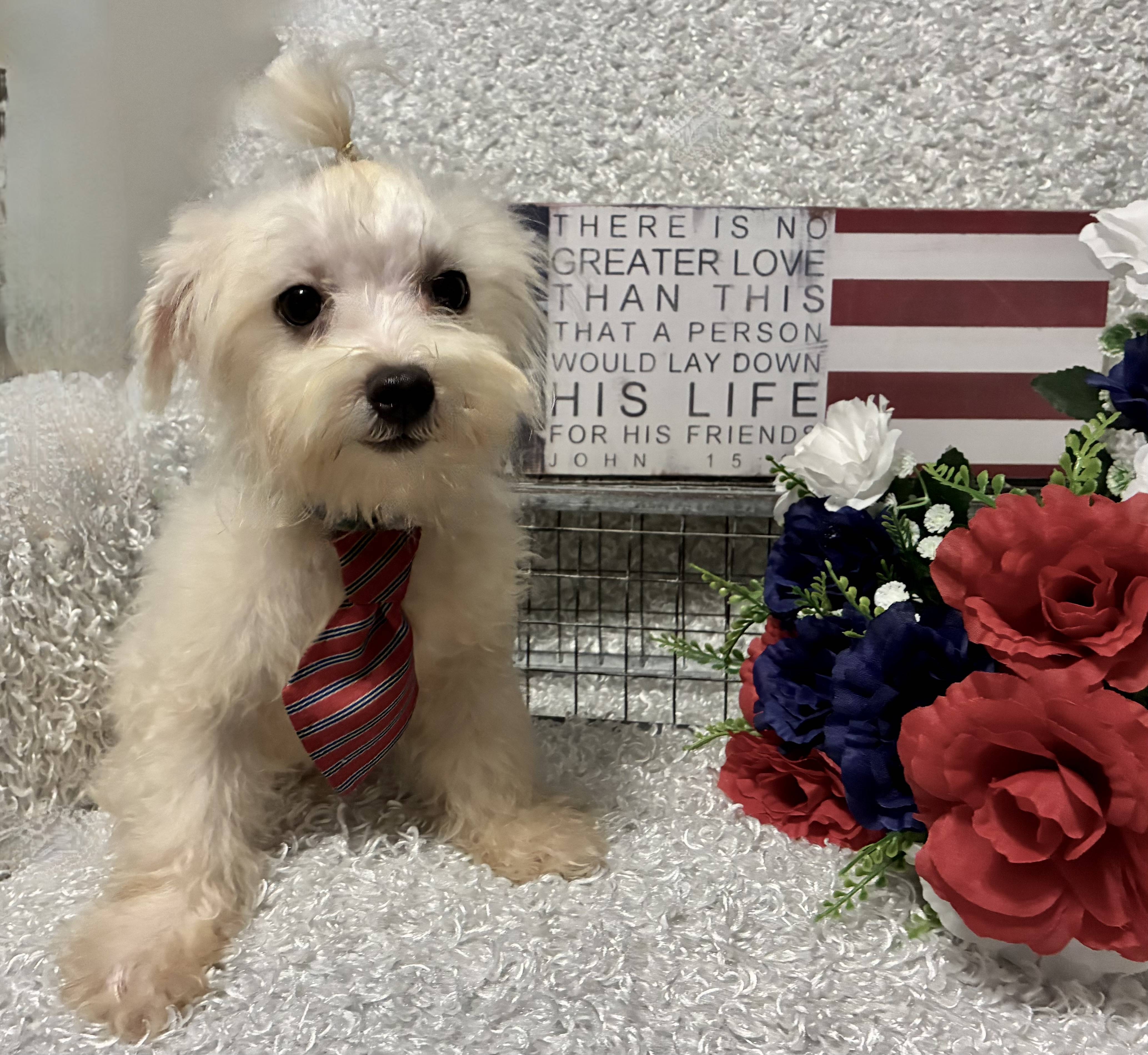 MALE MALTESE PUPPY!!! - Image 7