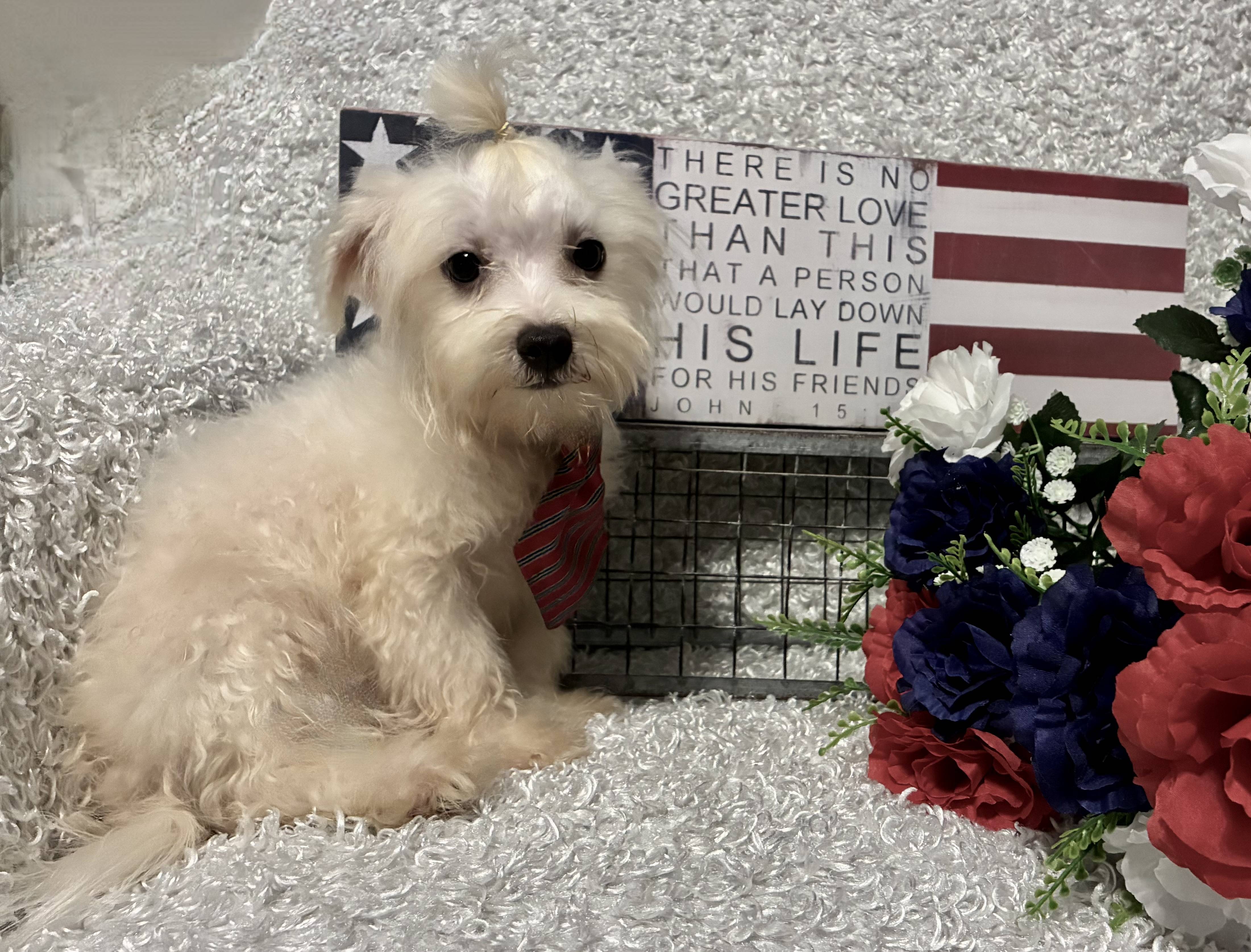 MALE MALTESE PUPPY!!! - Image 4
