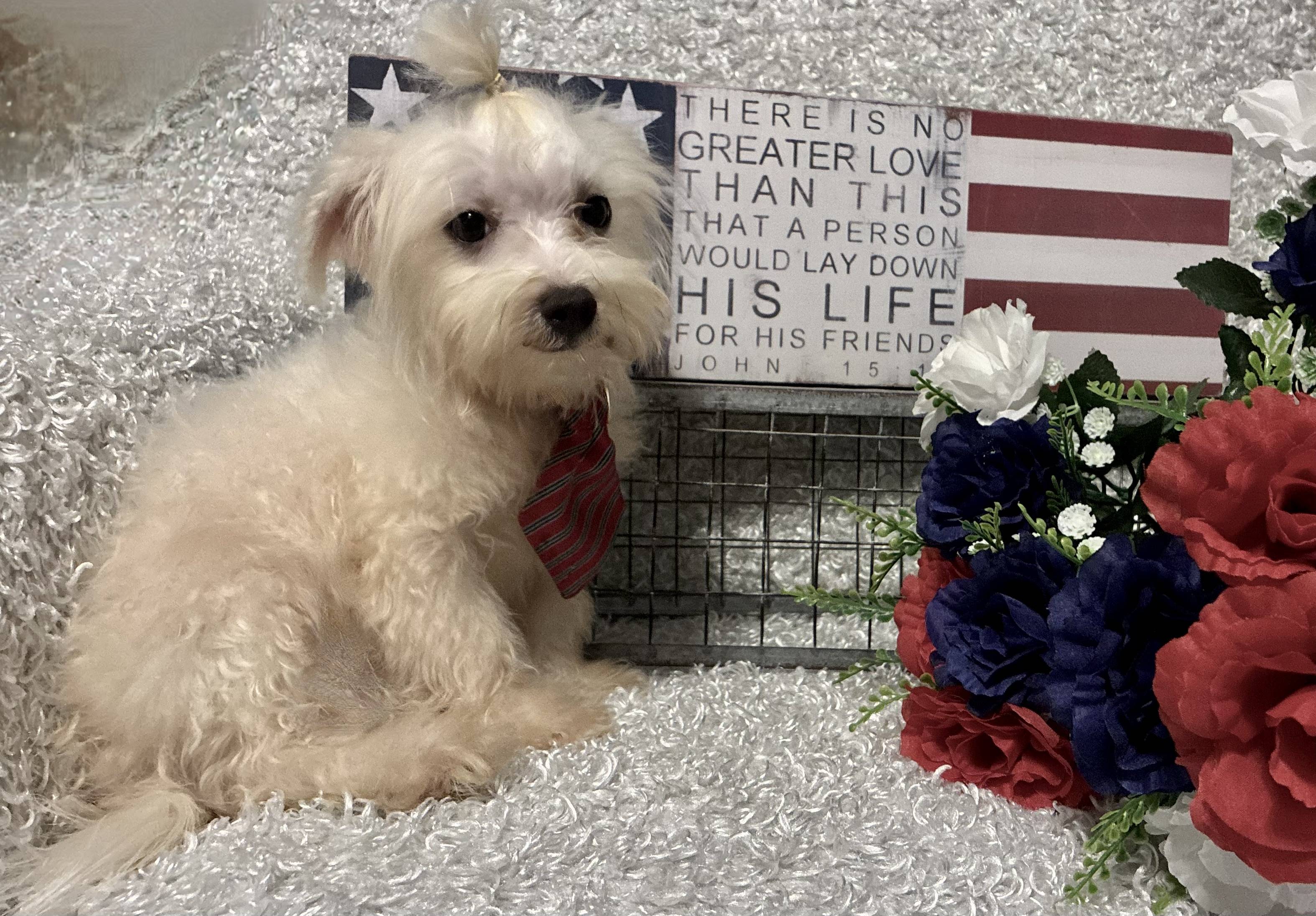 MALE MALTESE PUPPY!!! - Image 8