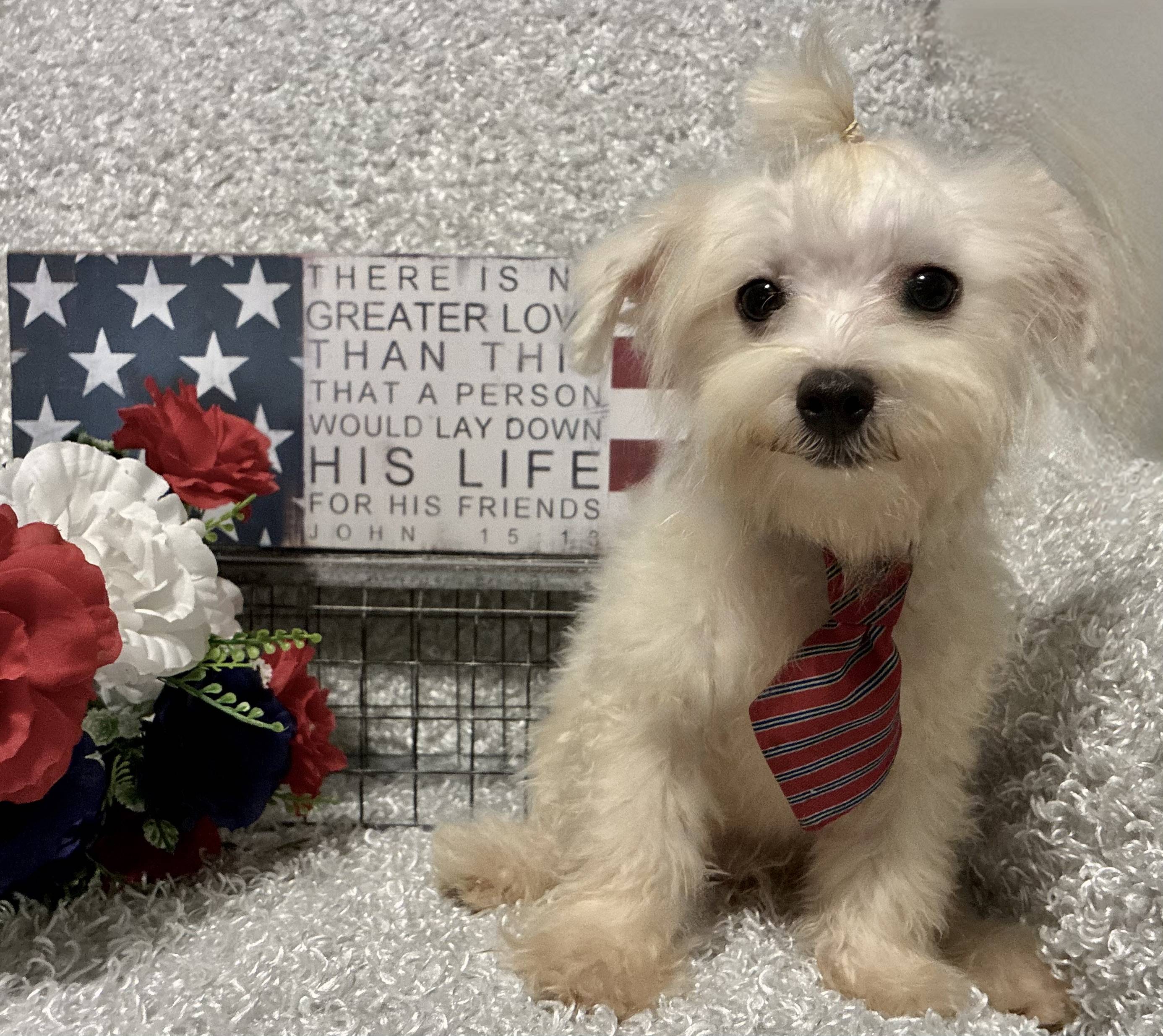 MALE MALTESE PUPPY!!! - Image 5
