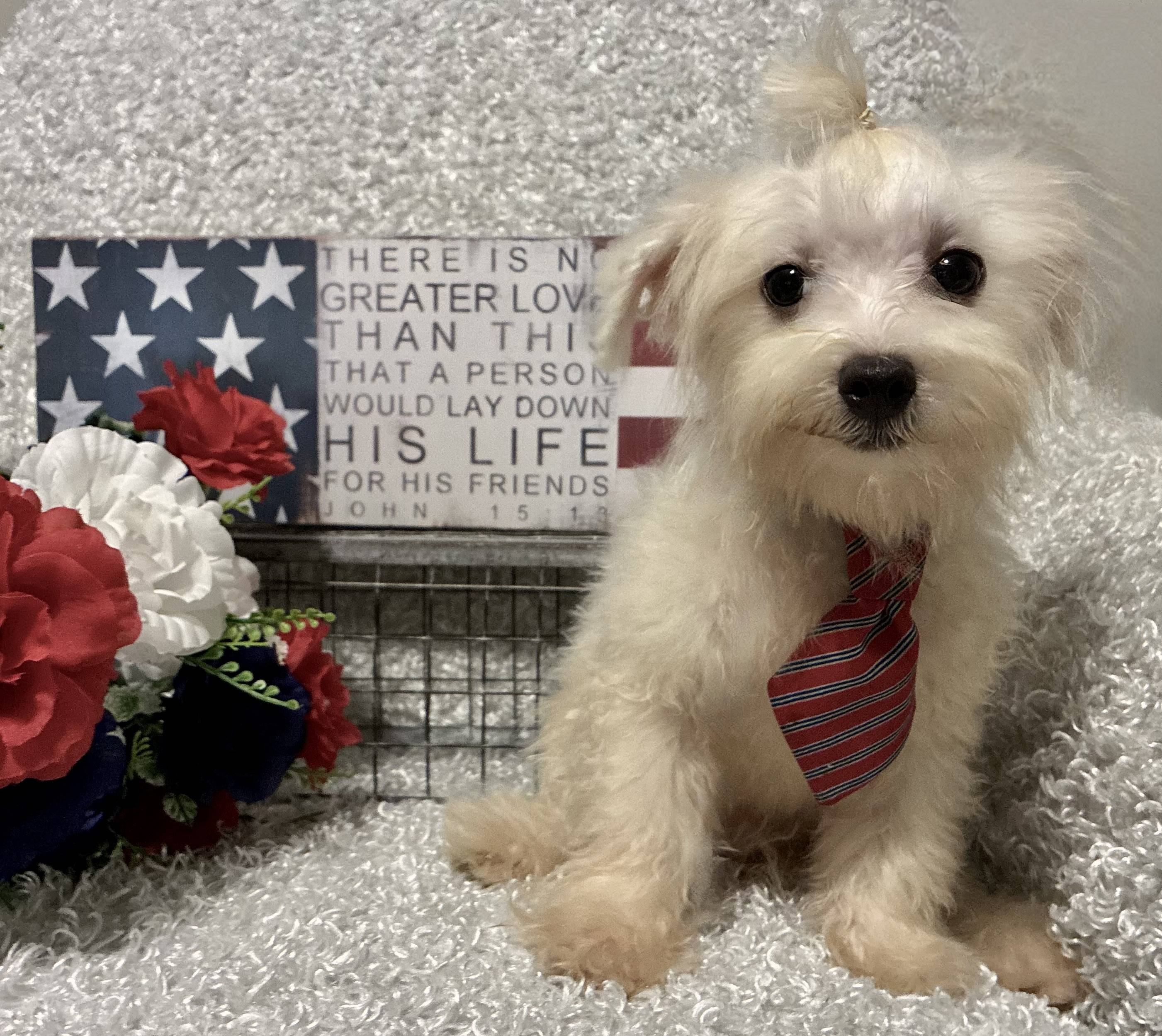 MALE MALTESE PUPPY!!! - Image 9