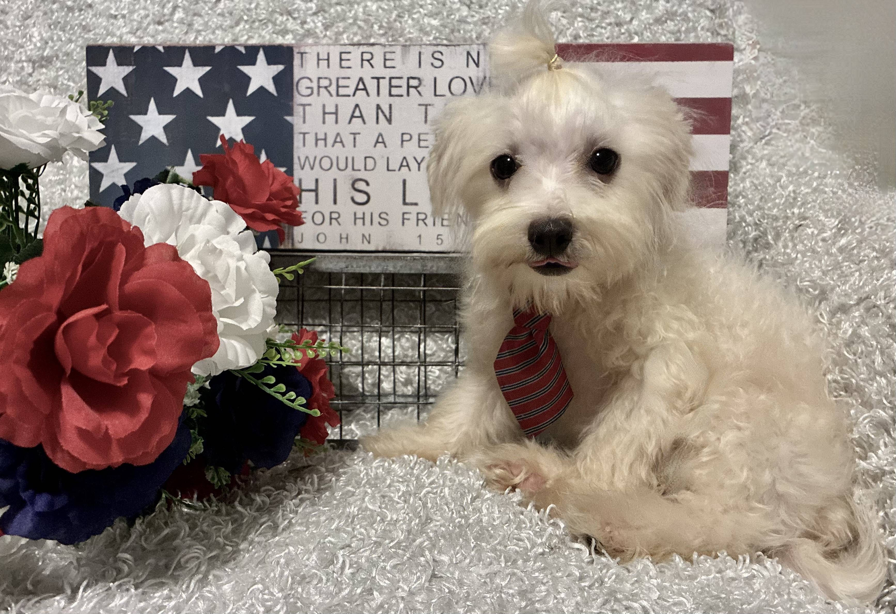 MALE MALTESE PUPPY!!! - Image 2