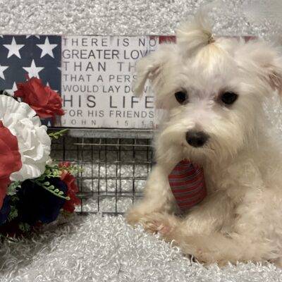MALE MALTESE PUPPY!!!