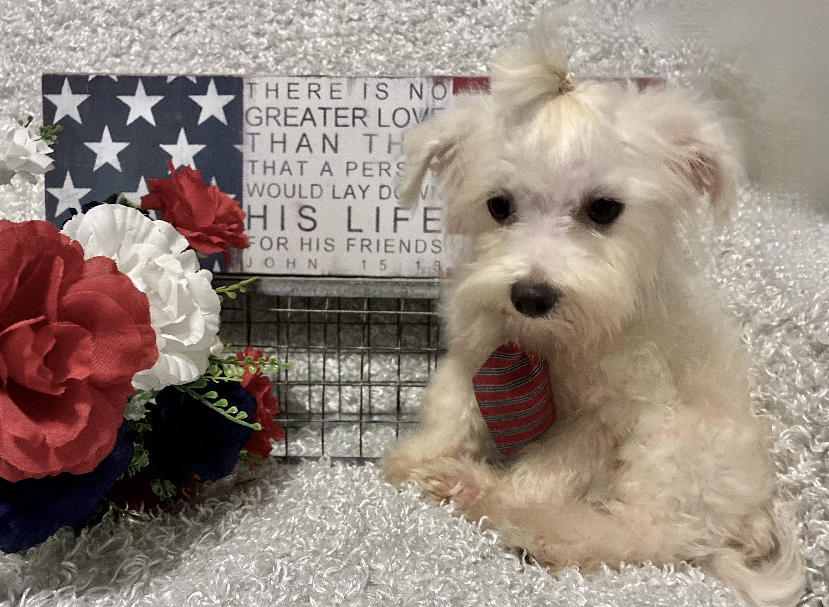 MALE MALTESE PUPPY!!!