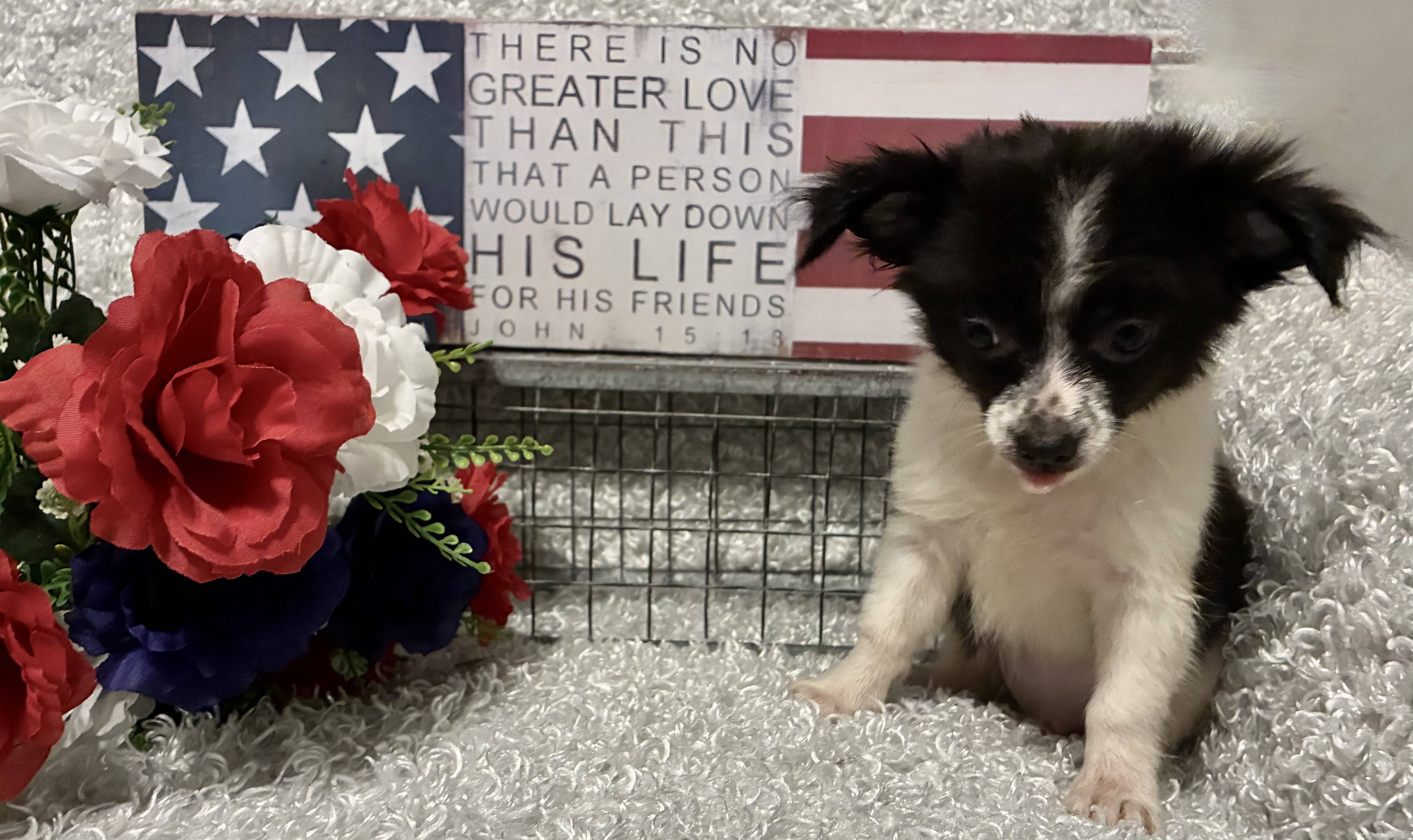 MALE CHIHUAHUA PUPPY!!! -- RESERVED FOR ADOPTION!!! - Image 2