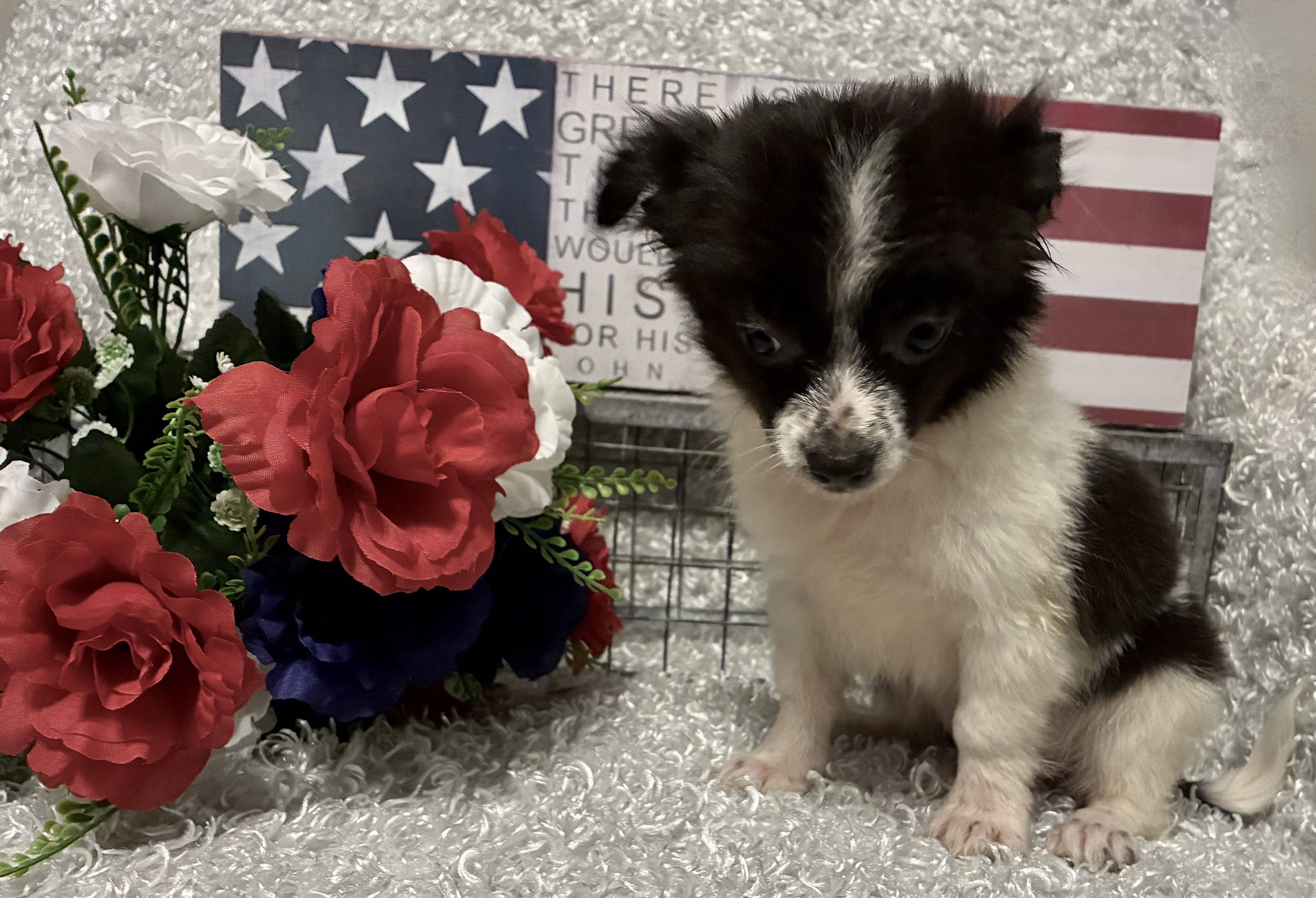 MALE CHIHUAHUA PUPPY!!! -- RESERVED FOR ADOPTION!!! - Image 3
