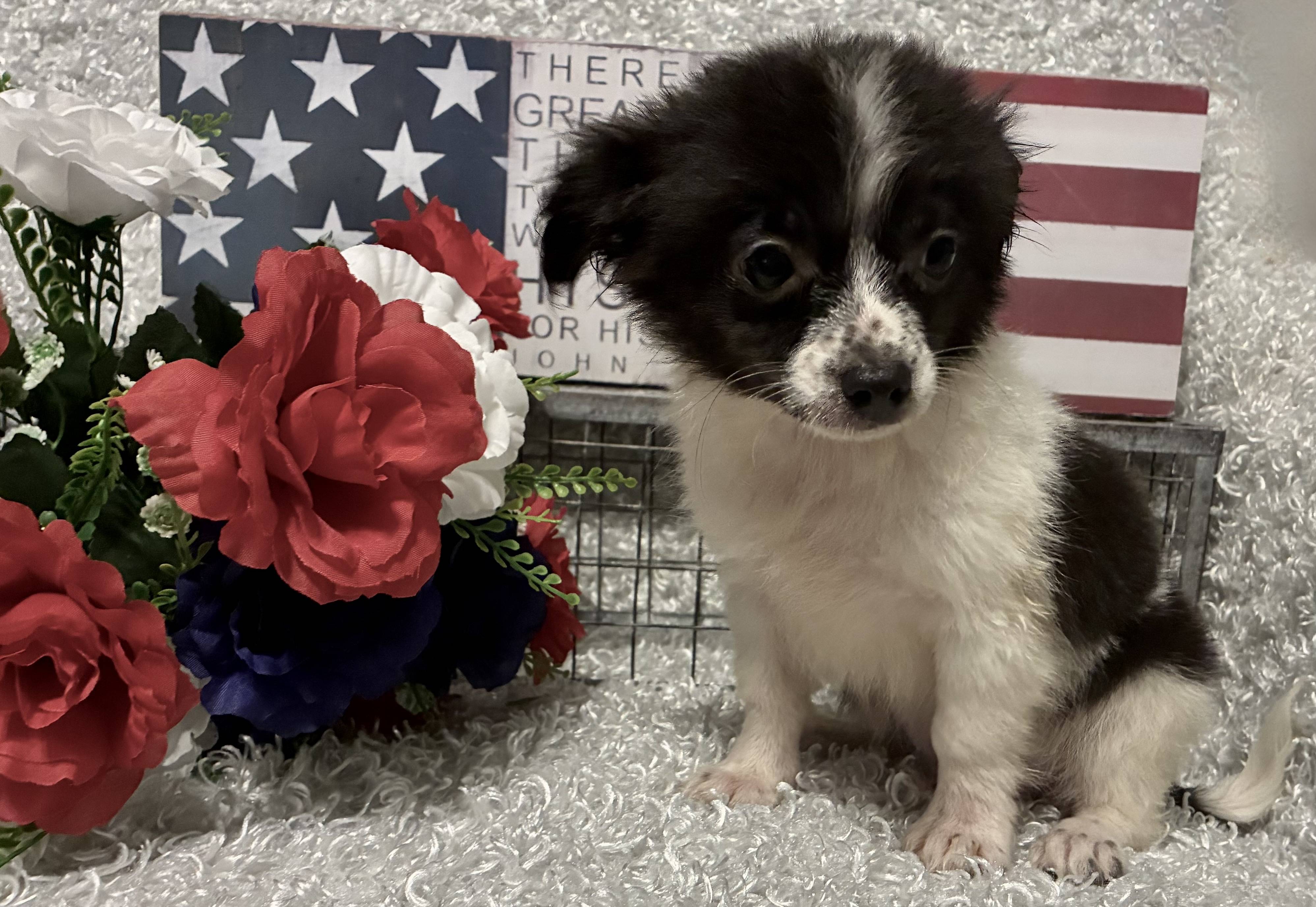 MALE CHIHUAHUA PUPPY!!! -- RESERVED FOR ADOPTION!!! - Image 8
