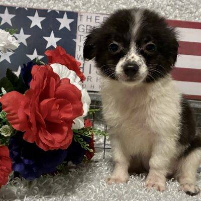 MALE CHIHUAHUA PUPPY!!!