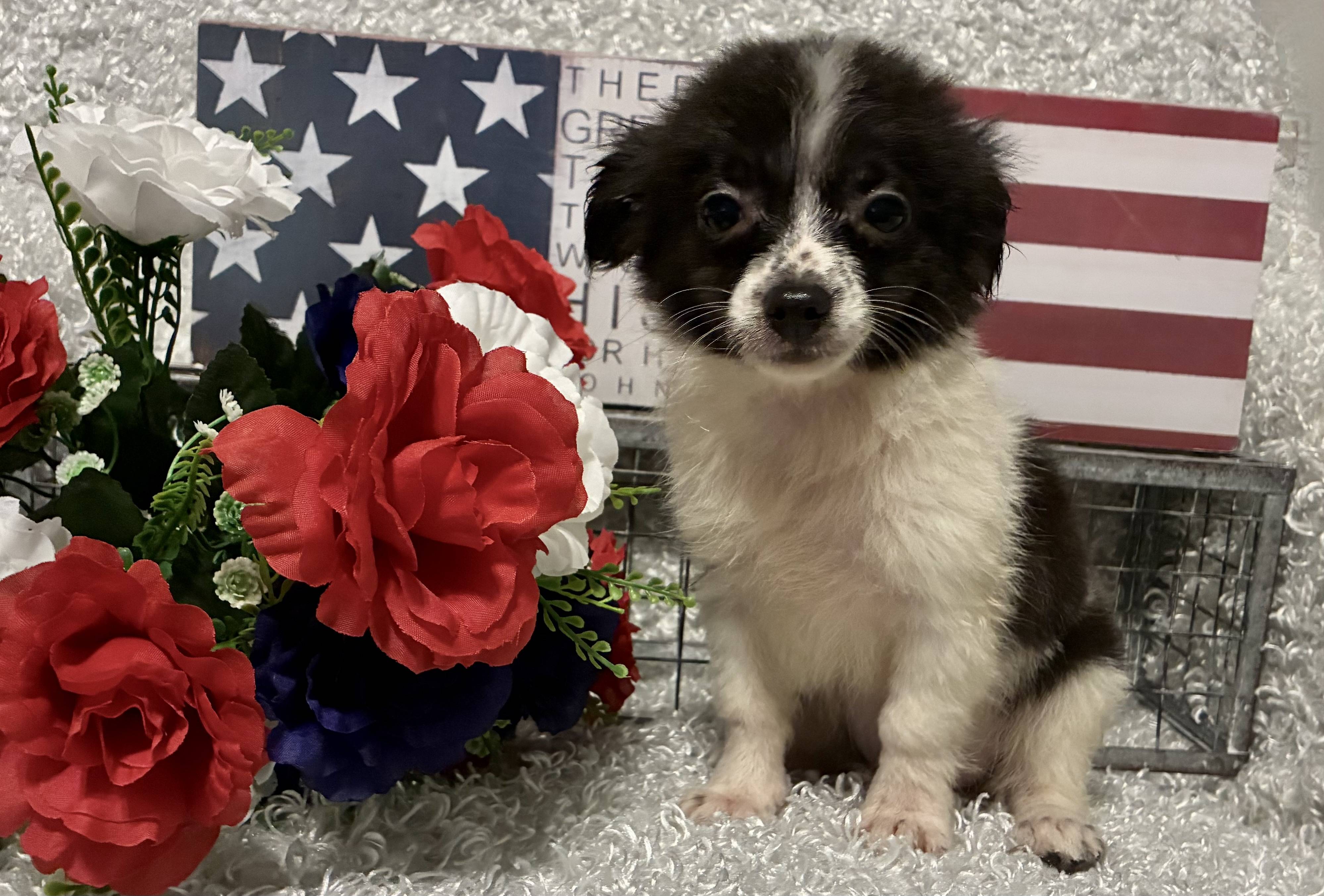 MALE CHIHUAHUA PUPPY!!! -- RESERVED FOR ADOPTION!!!