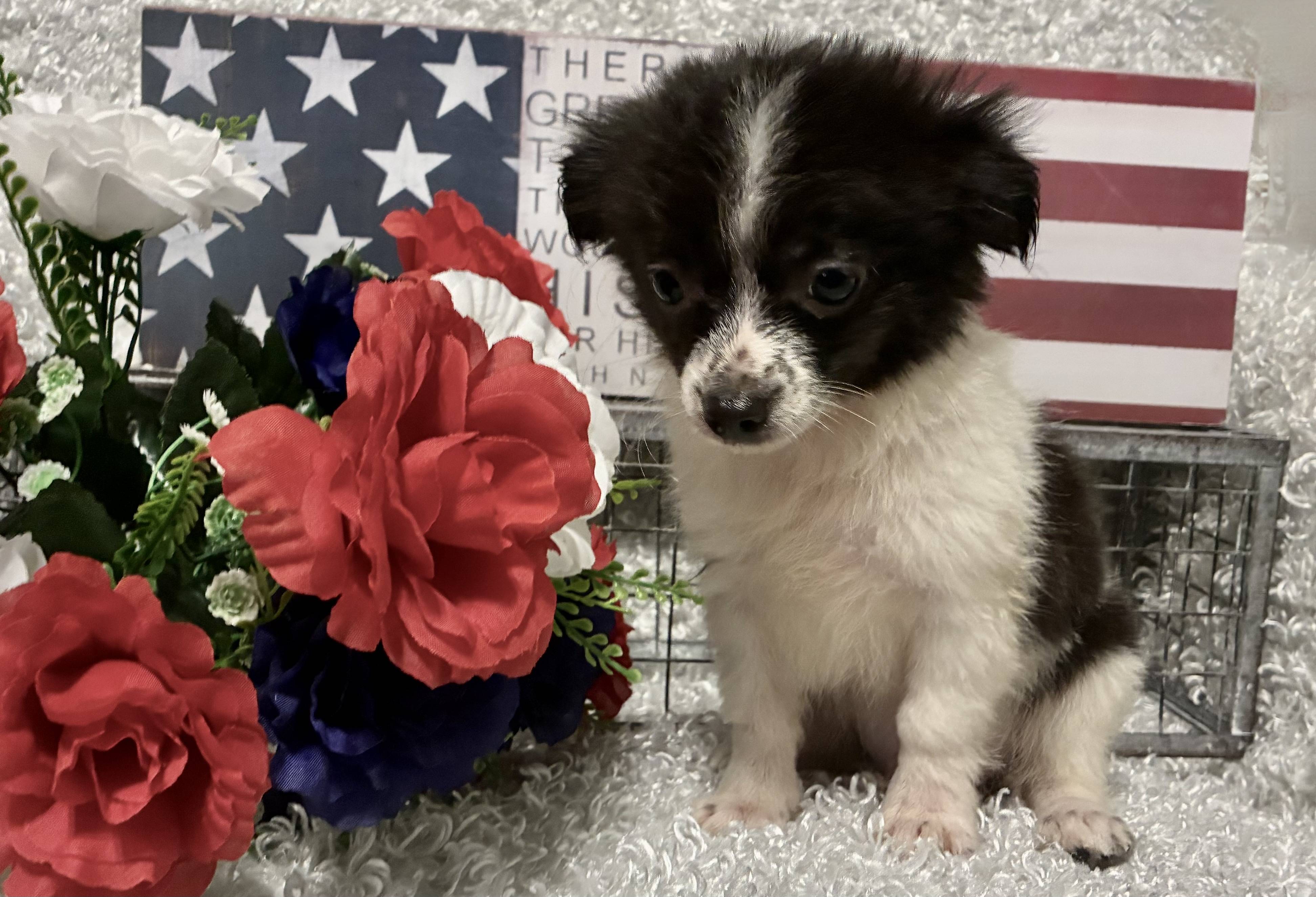 MALE CHIHUAHUA PUPPY!!! -- RESERVED FOR ADOPTION!!! - Image 9