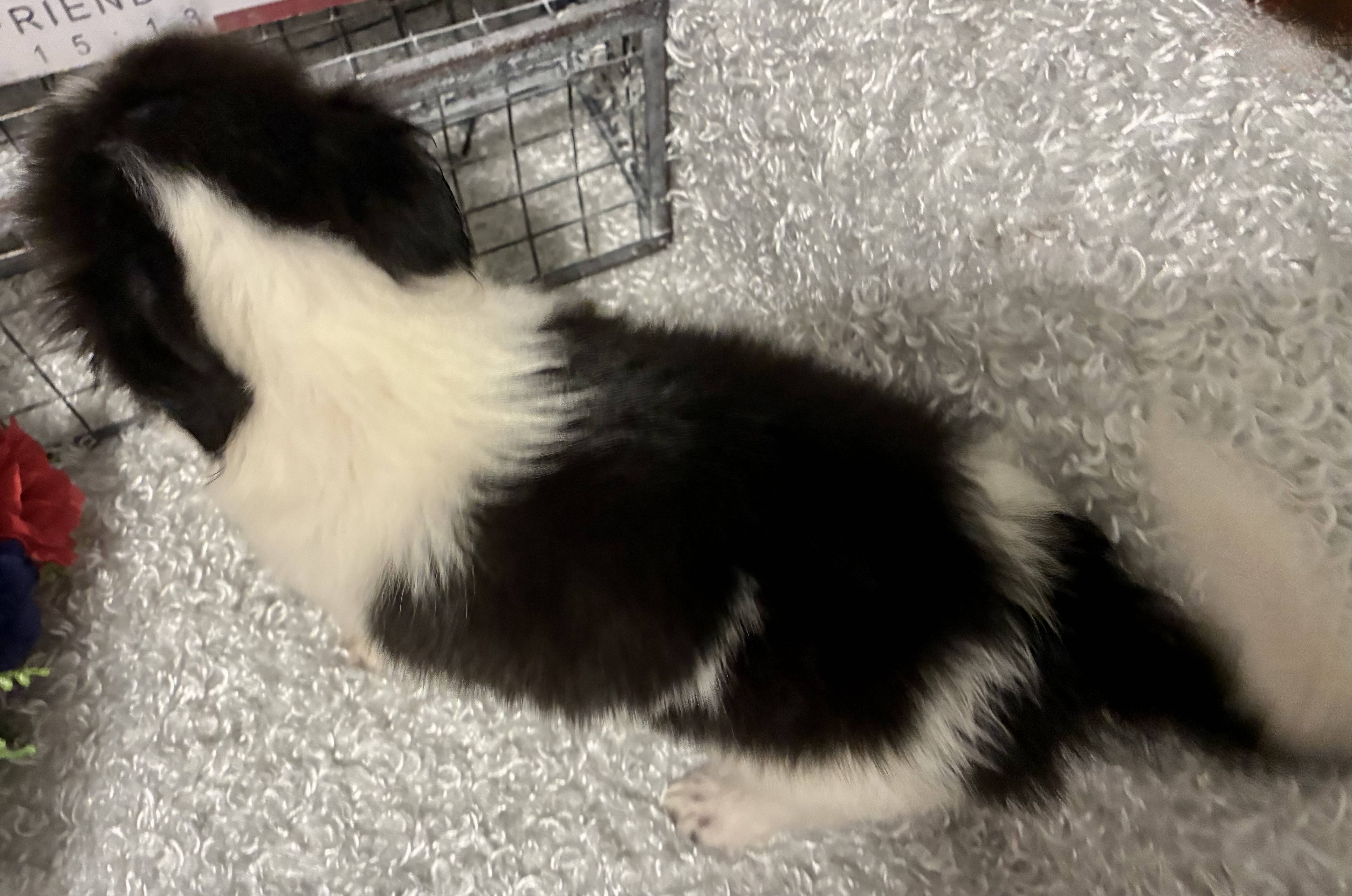 MALE CHIHUAHUA PUPPY!!! -- RESERVED FOR ADOPTION!!! - Image 5