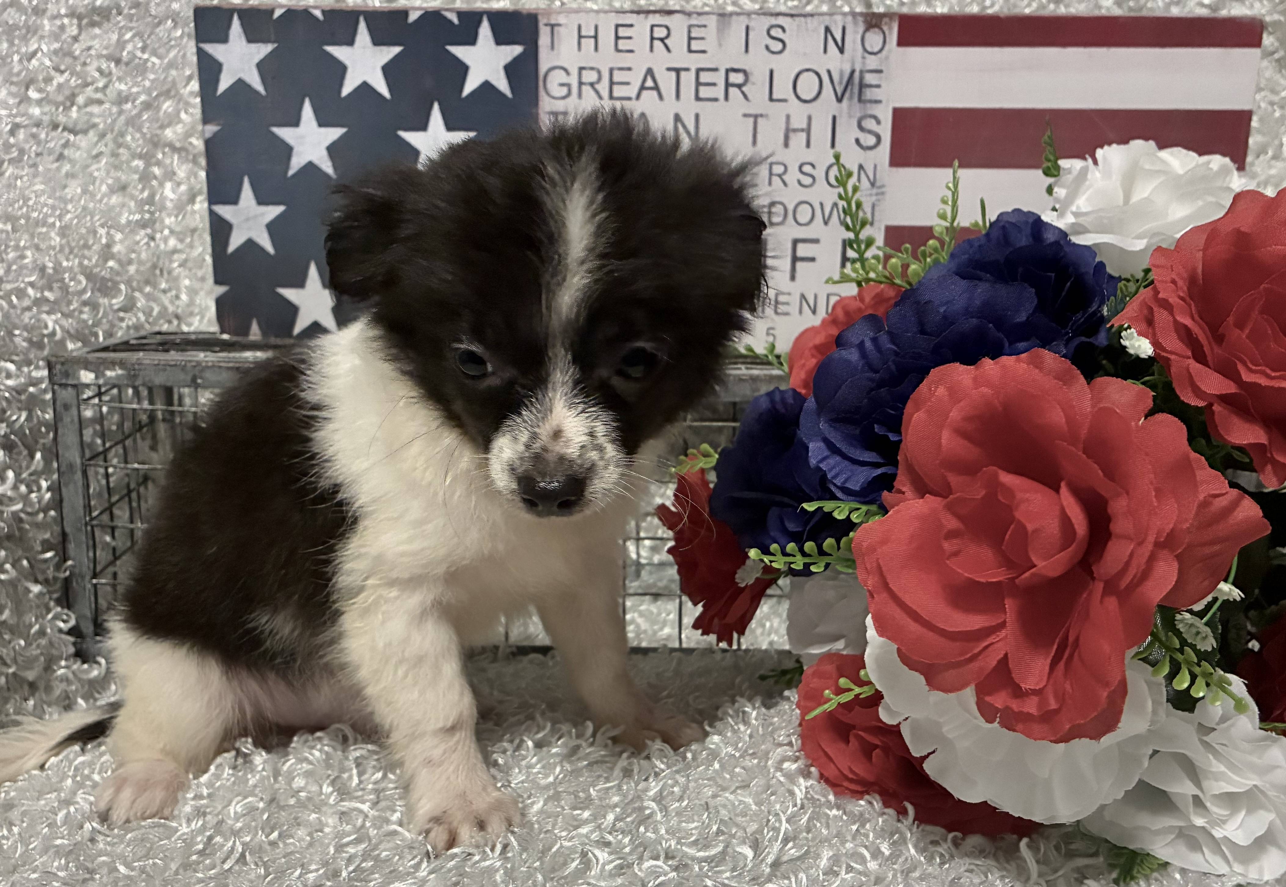 MALE CHIHUAHUA PUPPY!!! -- RESERVED FOR ADOPTION!!! - Image 6