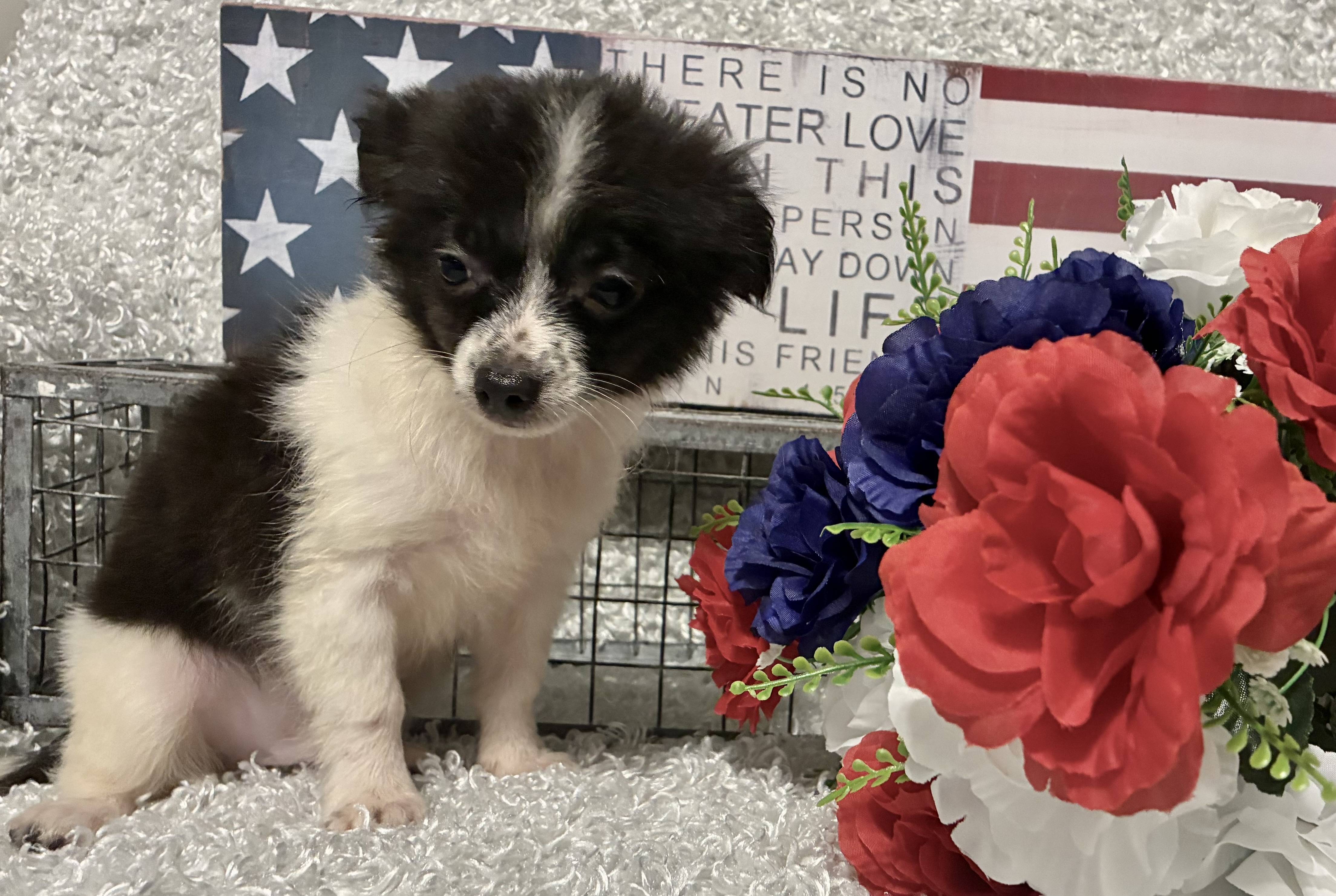 MALE CHIHUAHUA PUPPY!!! -- RESERVED FOR ADOPTION!!! - Image 10