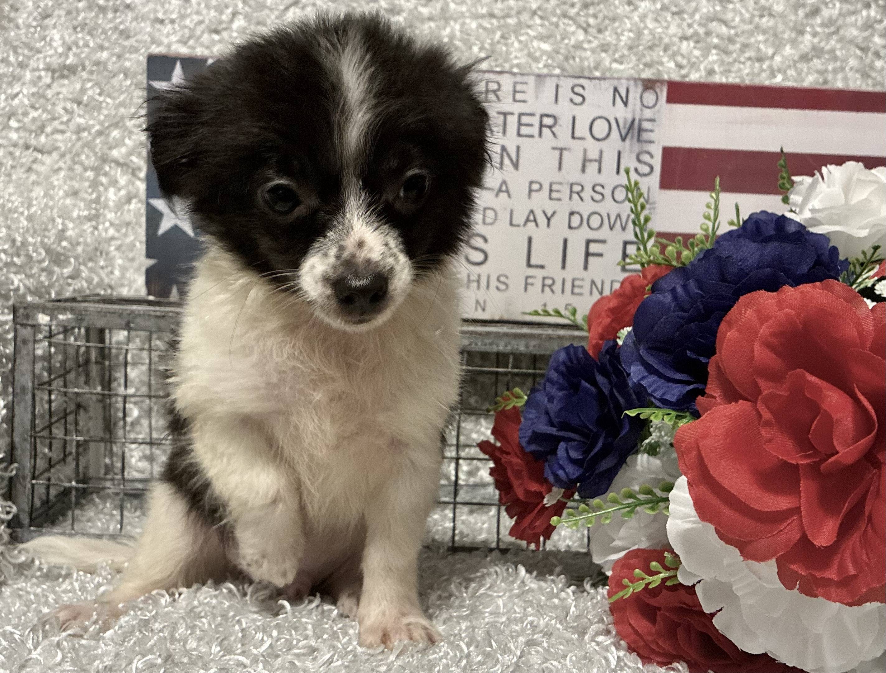 MALE CHIHUAHUA PUPPY!!! -- RESERVED FOR ADOPTION!!! - Image 7