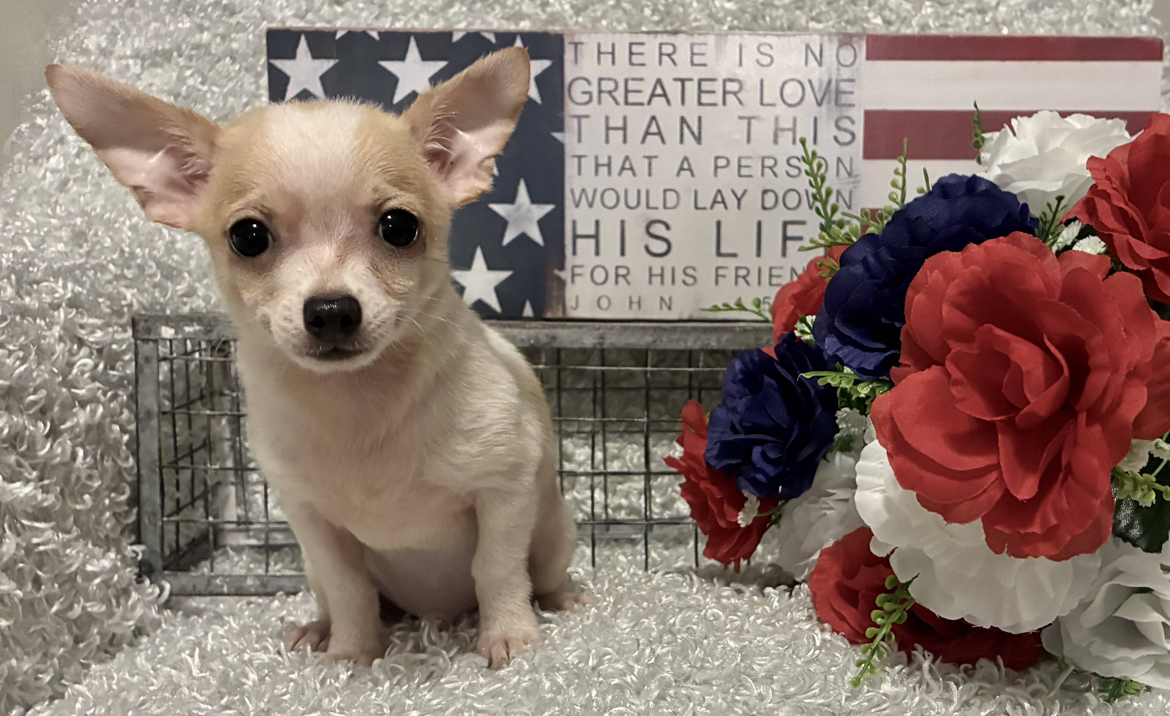 MALE CHIHUAHUA PUPPY!!! - Image 8