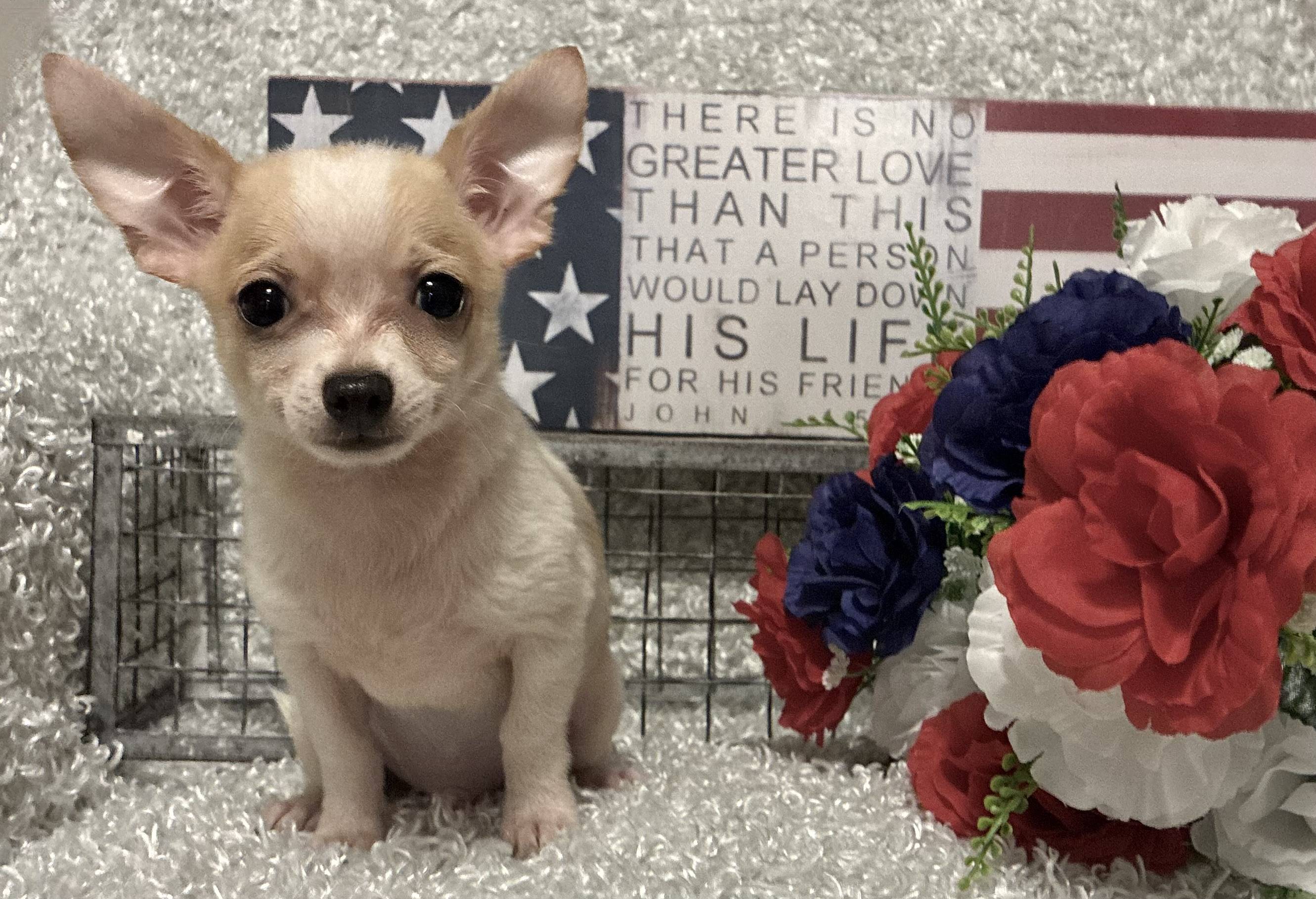MALE CHIHUAHUA PUPPY!!! - Image 2