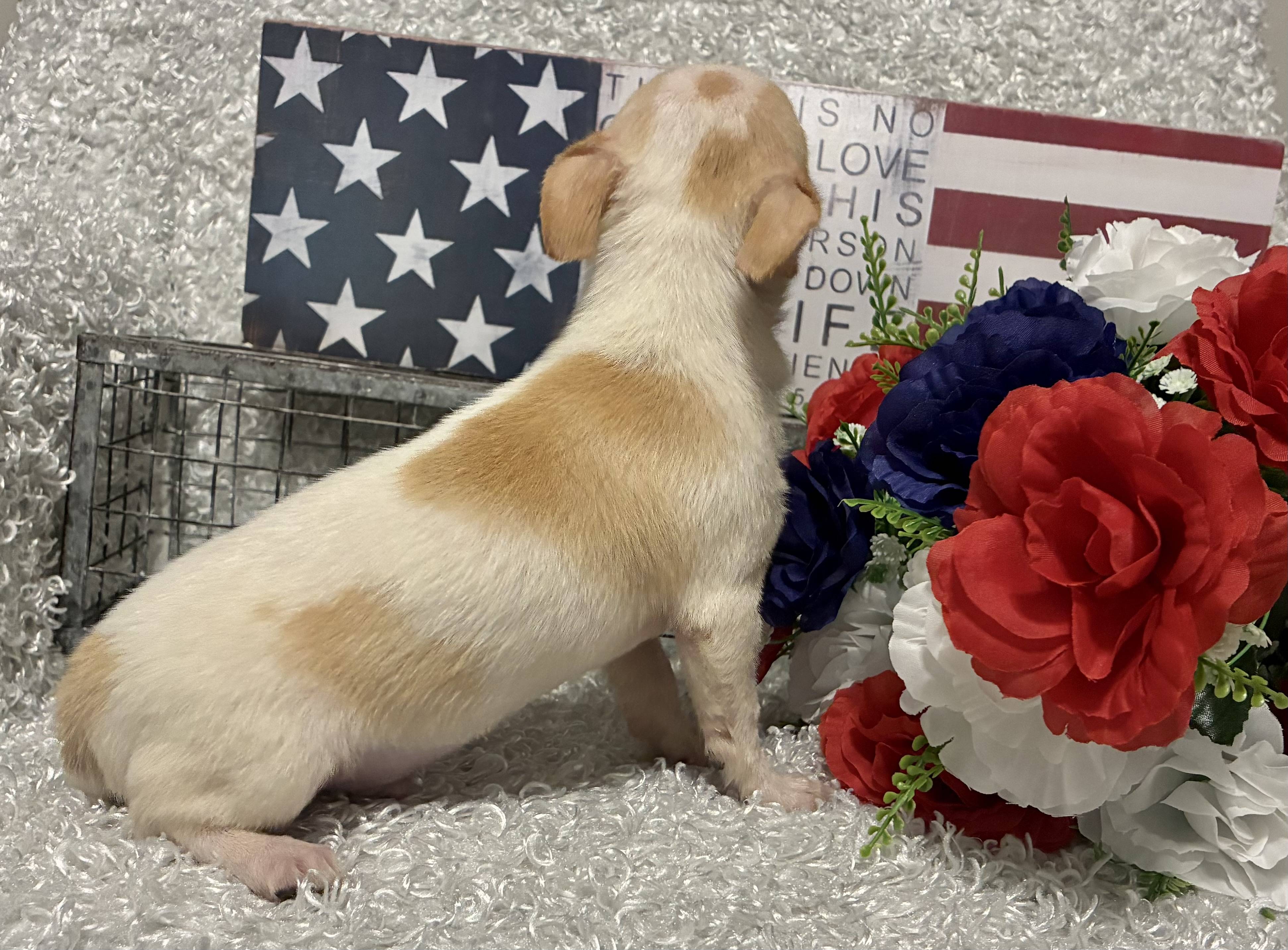 MALE CHIHUAHUA PUPPY!!! - Image 3