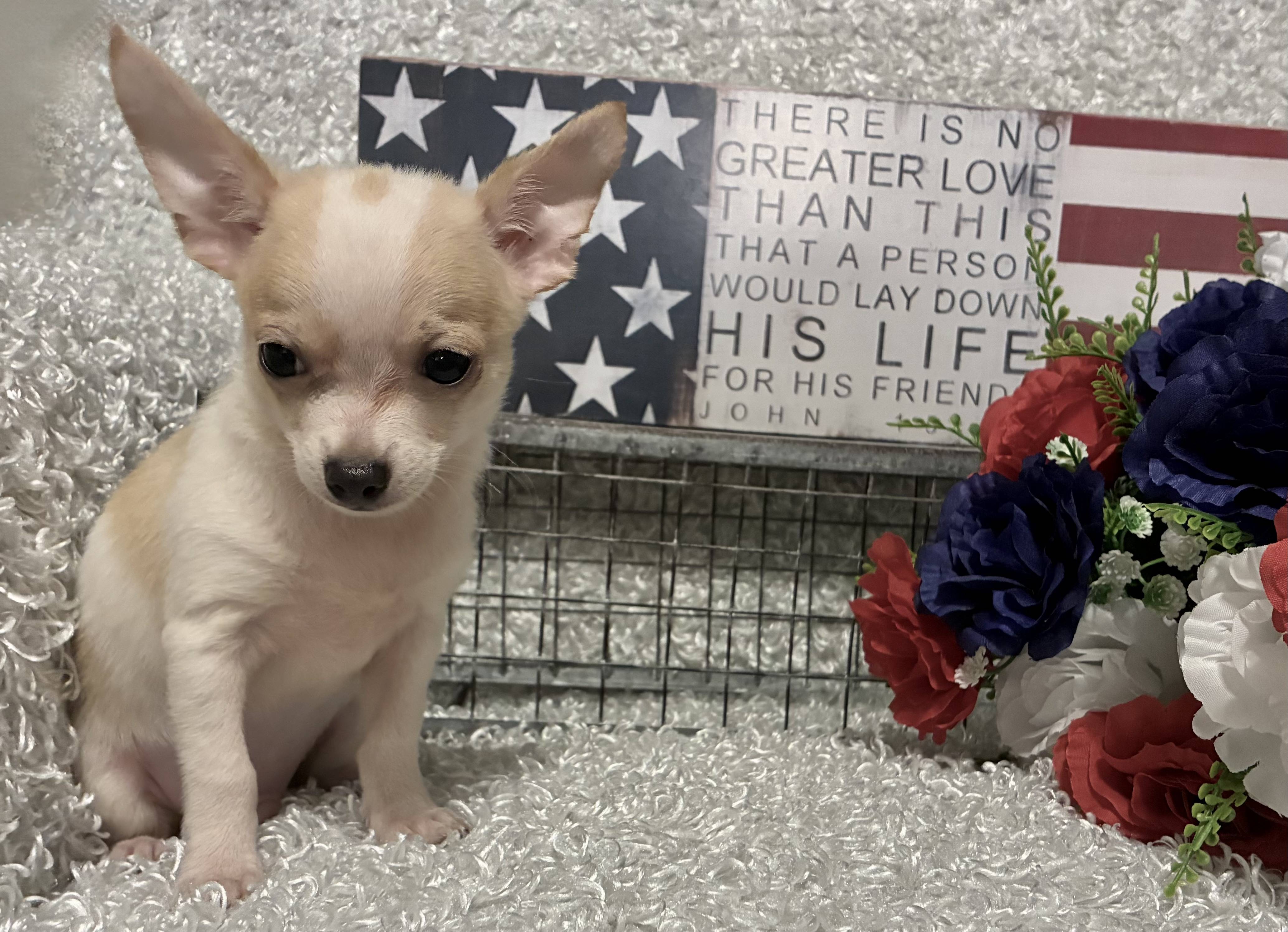 MALE CHIHUAHUA PUPPY!!! - Image 4
