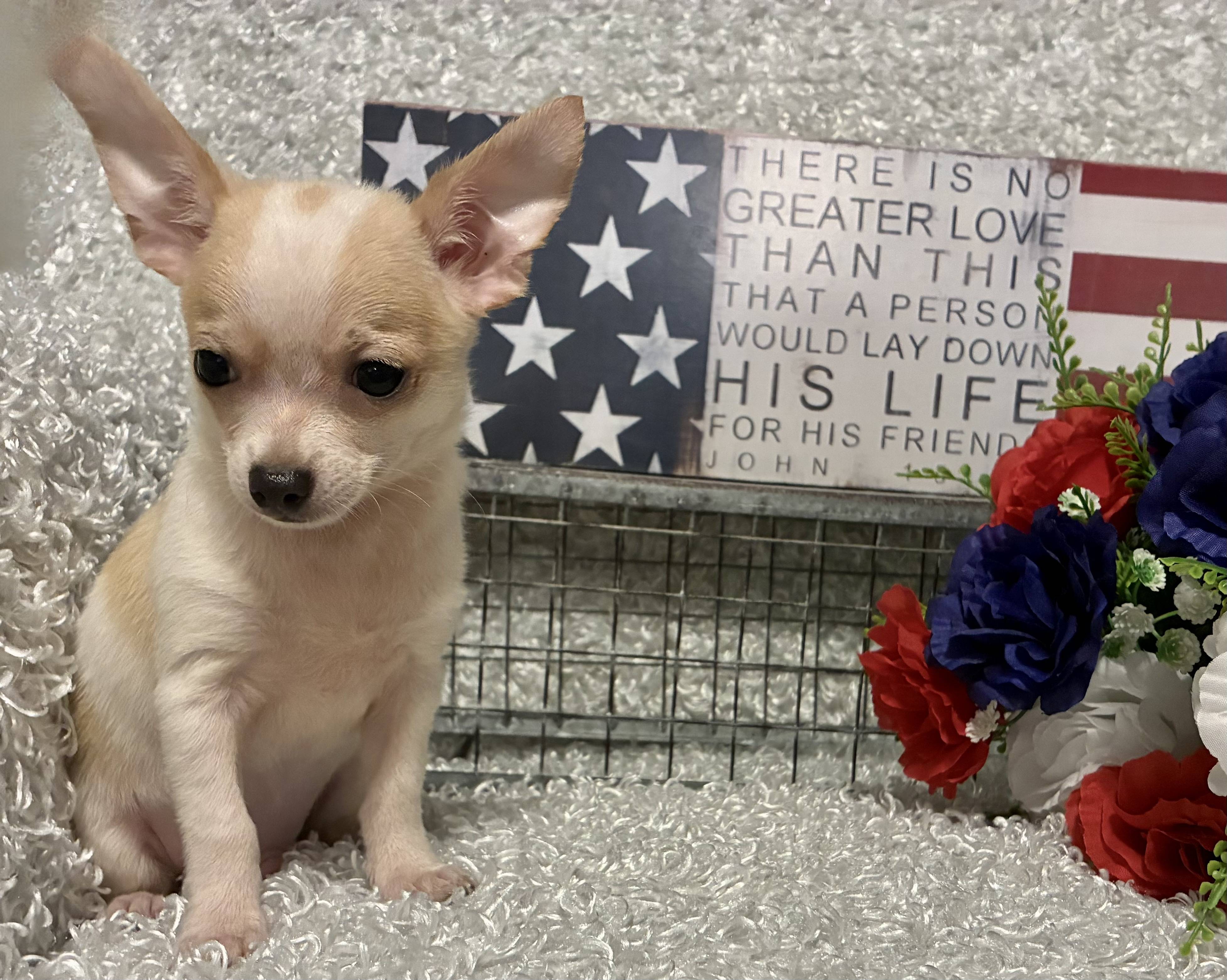 MALE CHIHUAHUA PUPPY!!! - Image 9