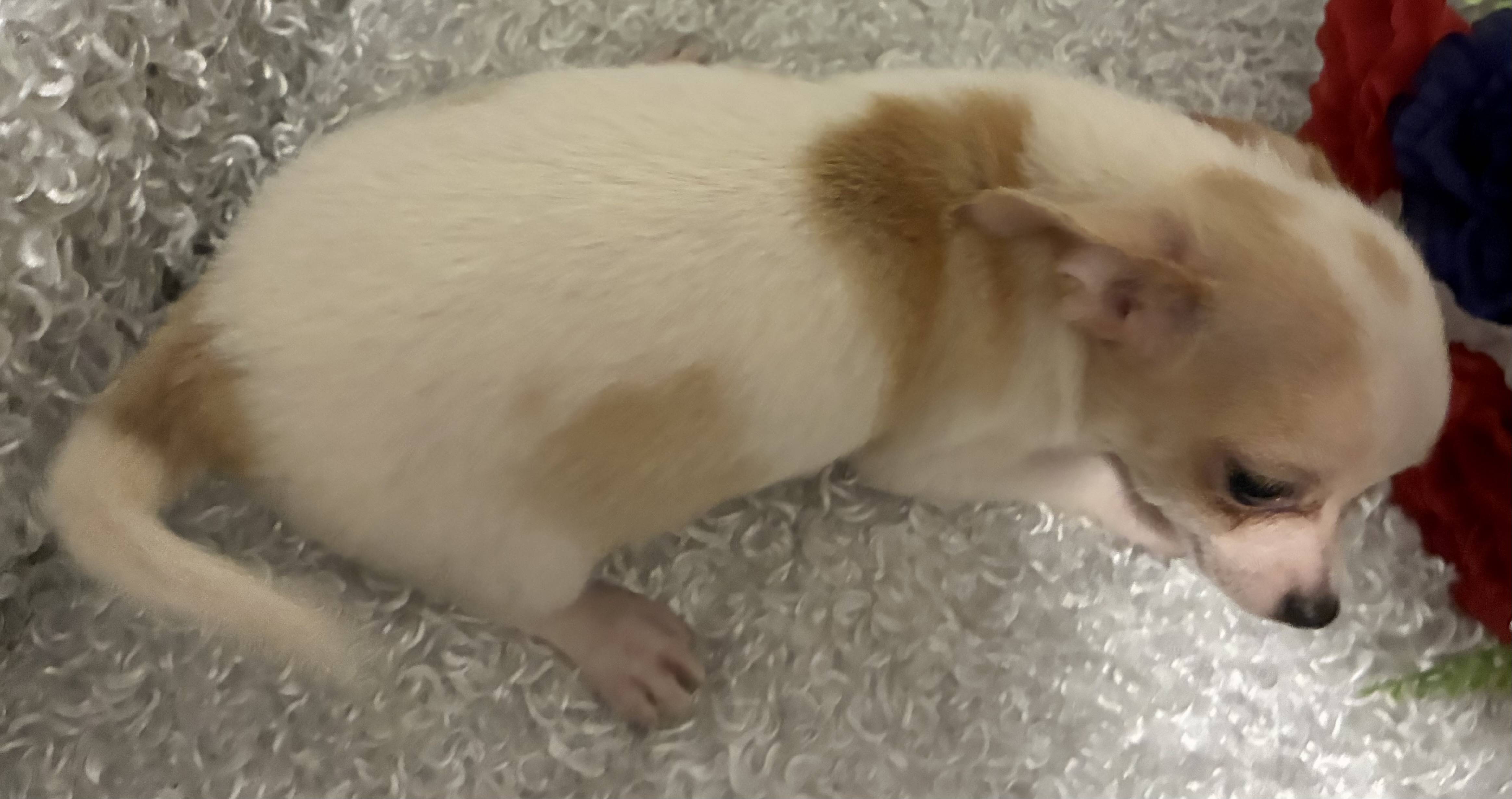 MALE CHIHUAHUA PUPPY!!! - Image 5