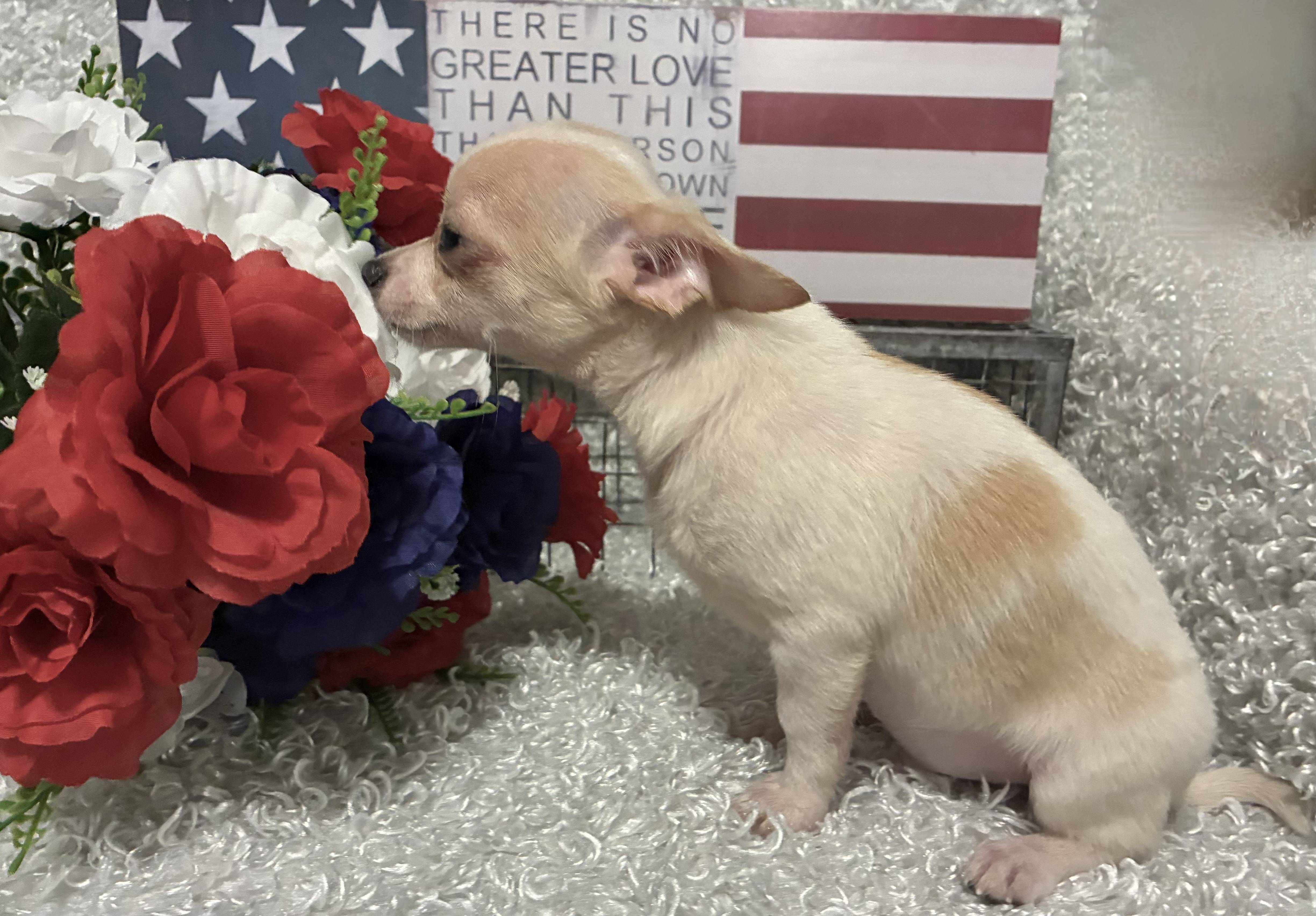 MALE CHIHUAHUA PUPPY!!! - Image 6