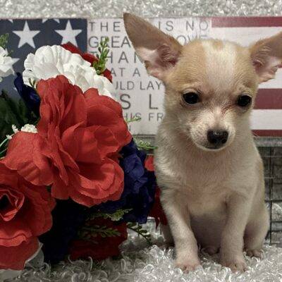 MALE CHIHUAHUA PUPPY!!!