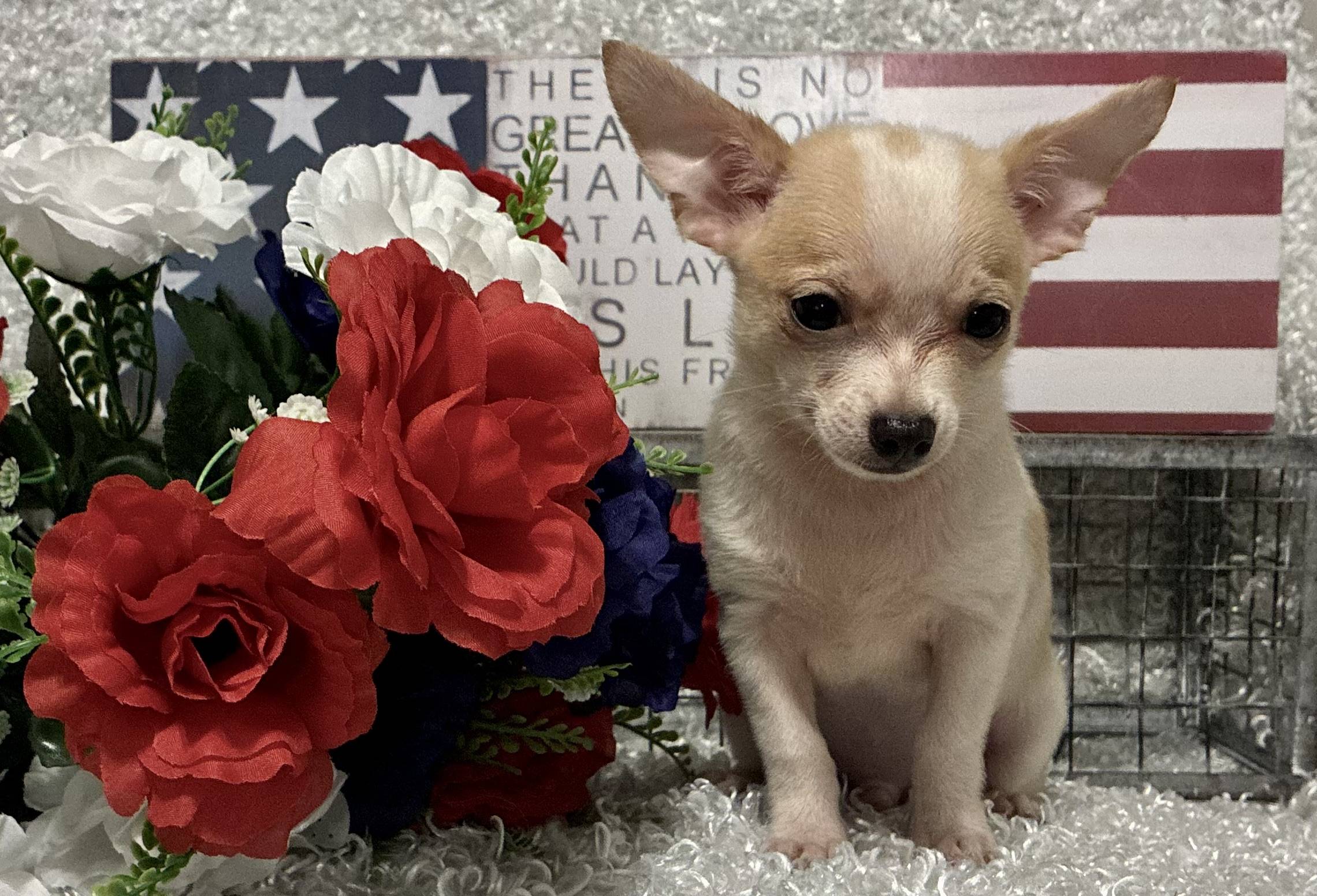 MALE CHIHUAHUA PUPPY!!!