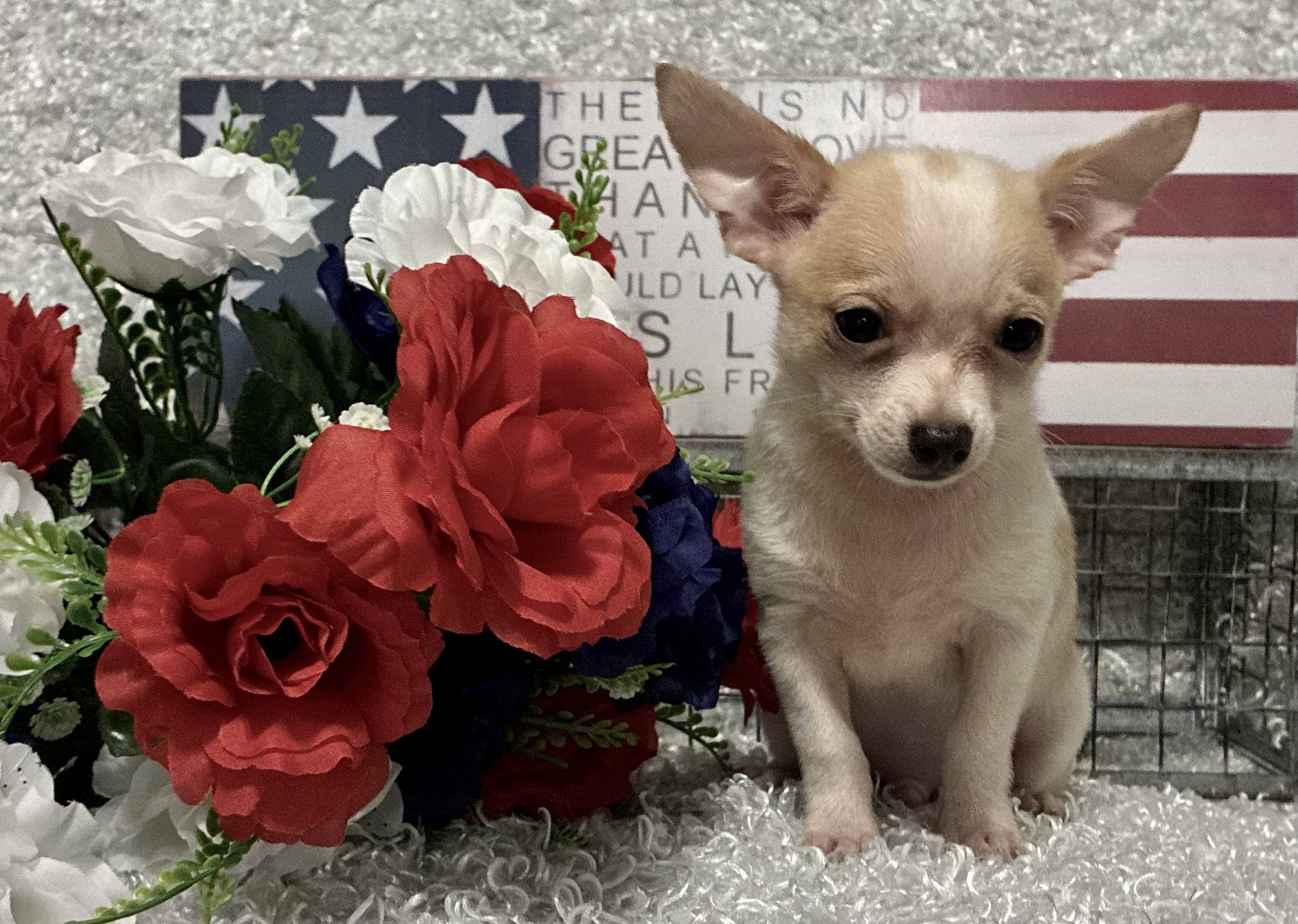 MALE CHIHUAHUA PUPPY!!! - Image 10