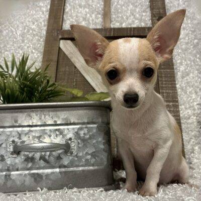 MALE CHIHUAHUA PUPPY!!!