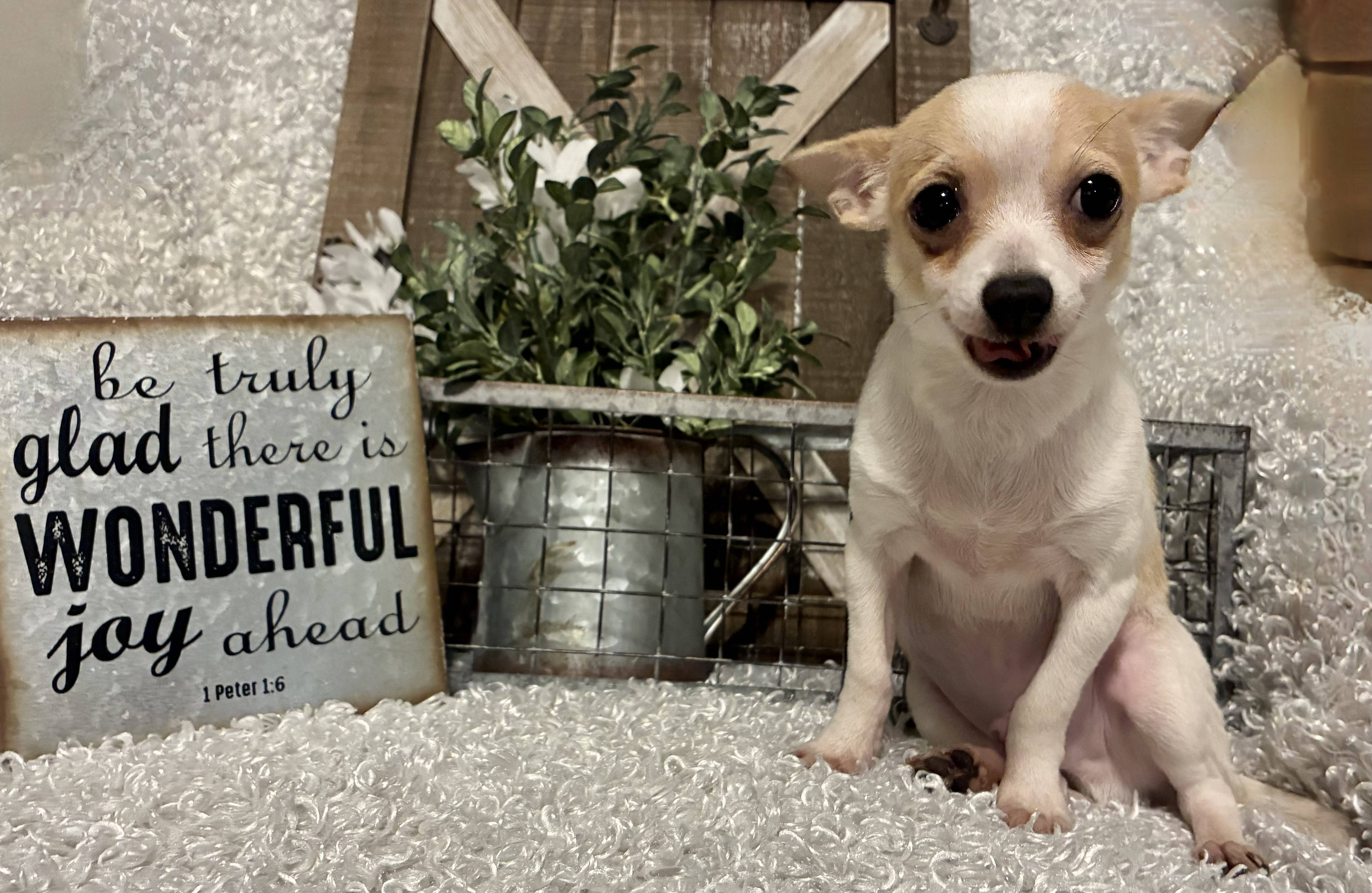 MALE CHIHUAHUA PUPPY!!! - Image 7