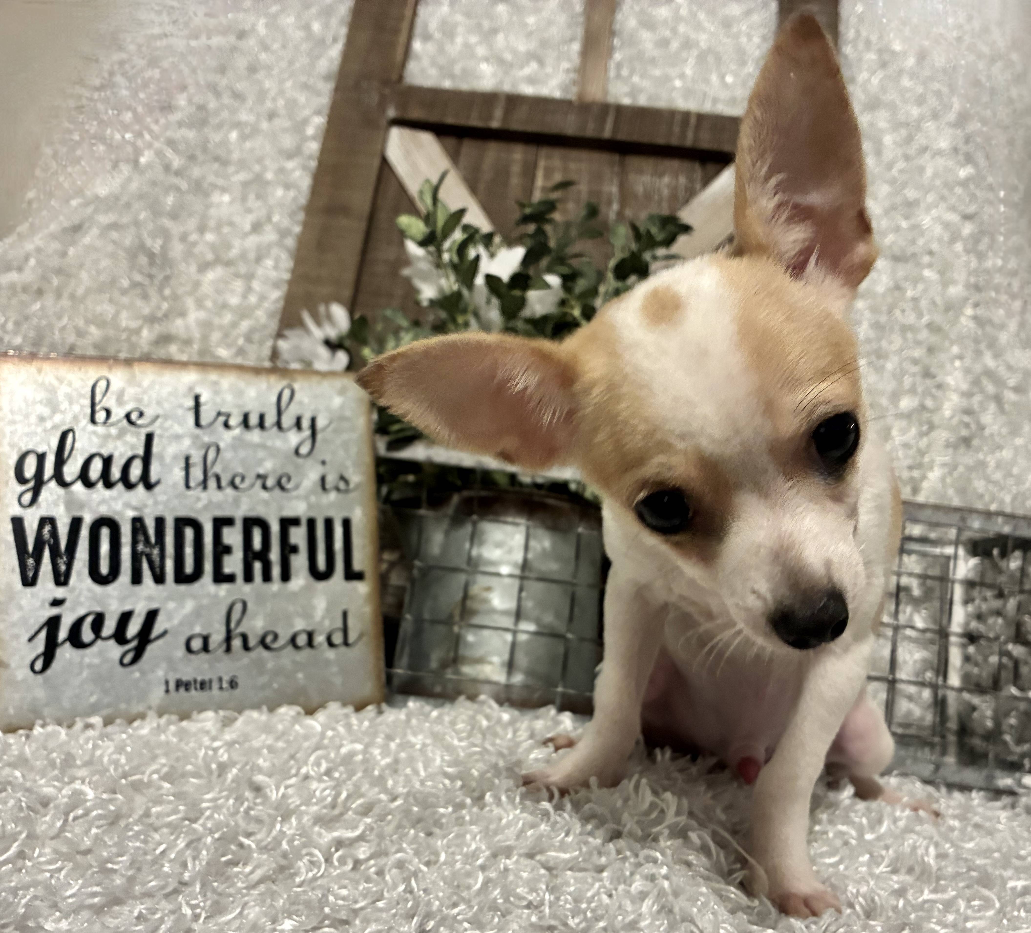 MALE CHIHUAHUA PUPPY!!! - Image 6