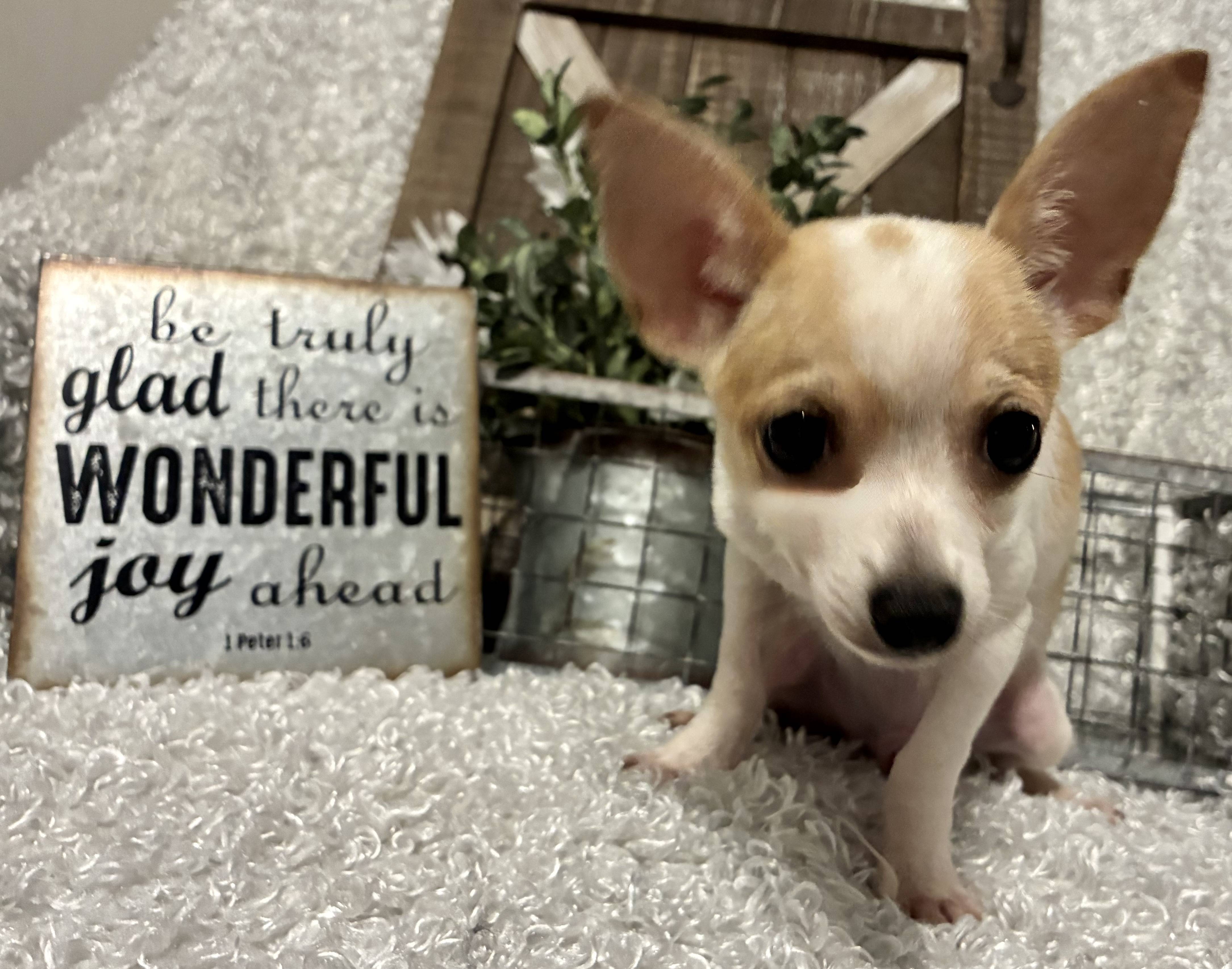 MALE CHIHUAHUA PUPPY!!! - Image 5