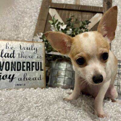 MALE CHIHUAHUA PUPPY!!!